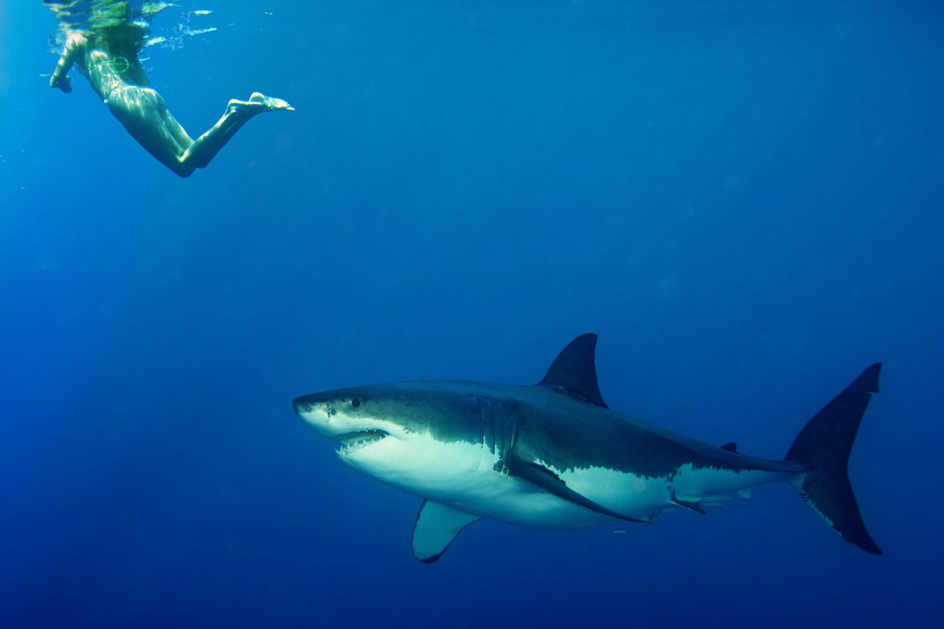 Do Sharks Really Not Like How Humans Taste?