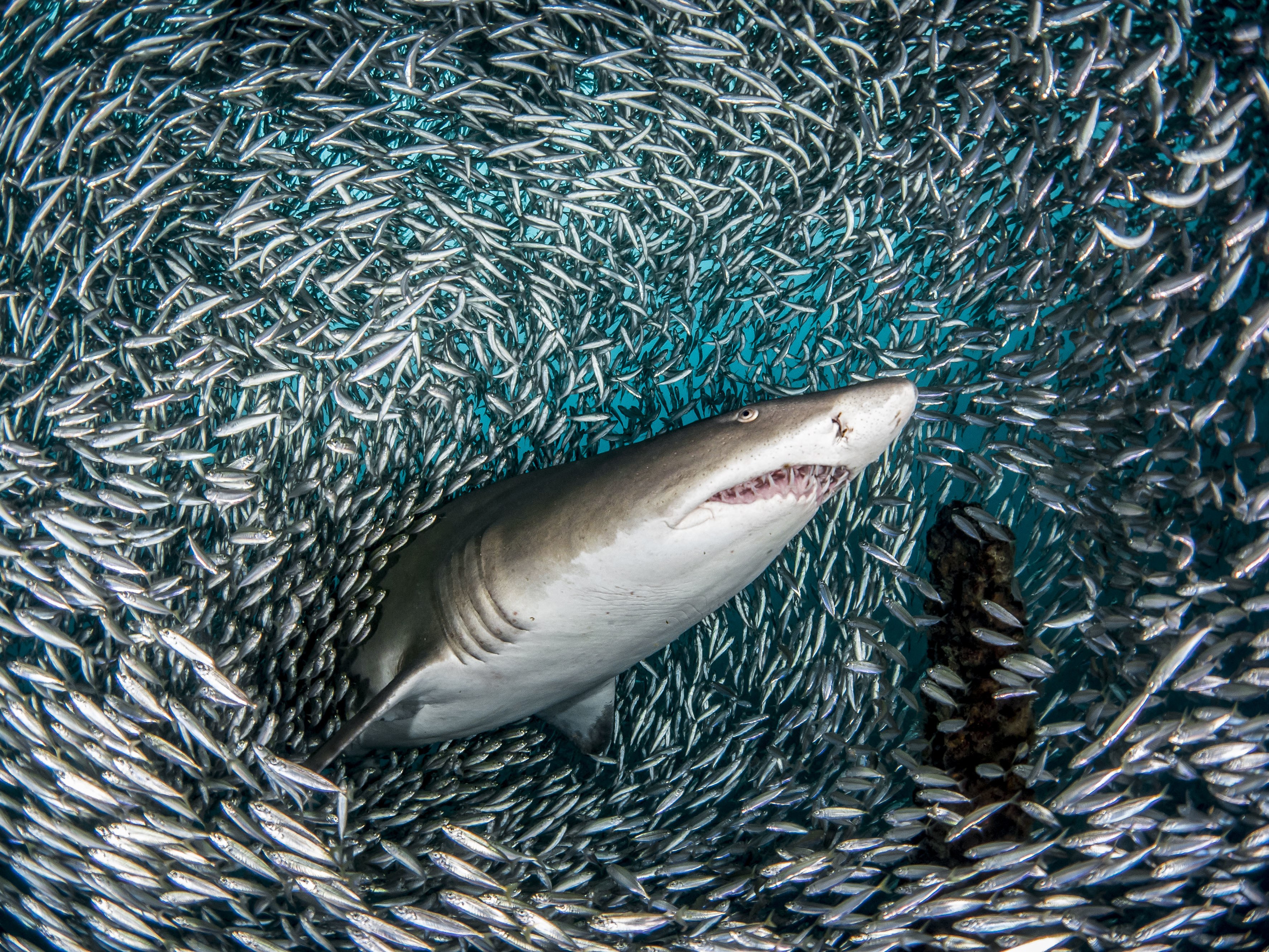 This Huge Sand Tiger Shark Ain't Got No Time for Puny Fish | WIRED