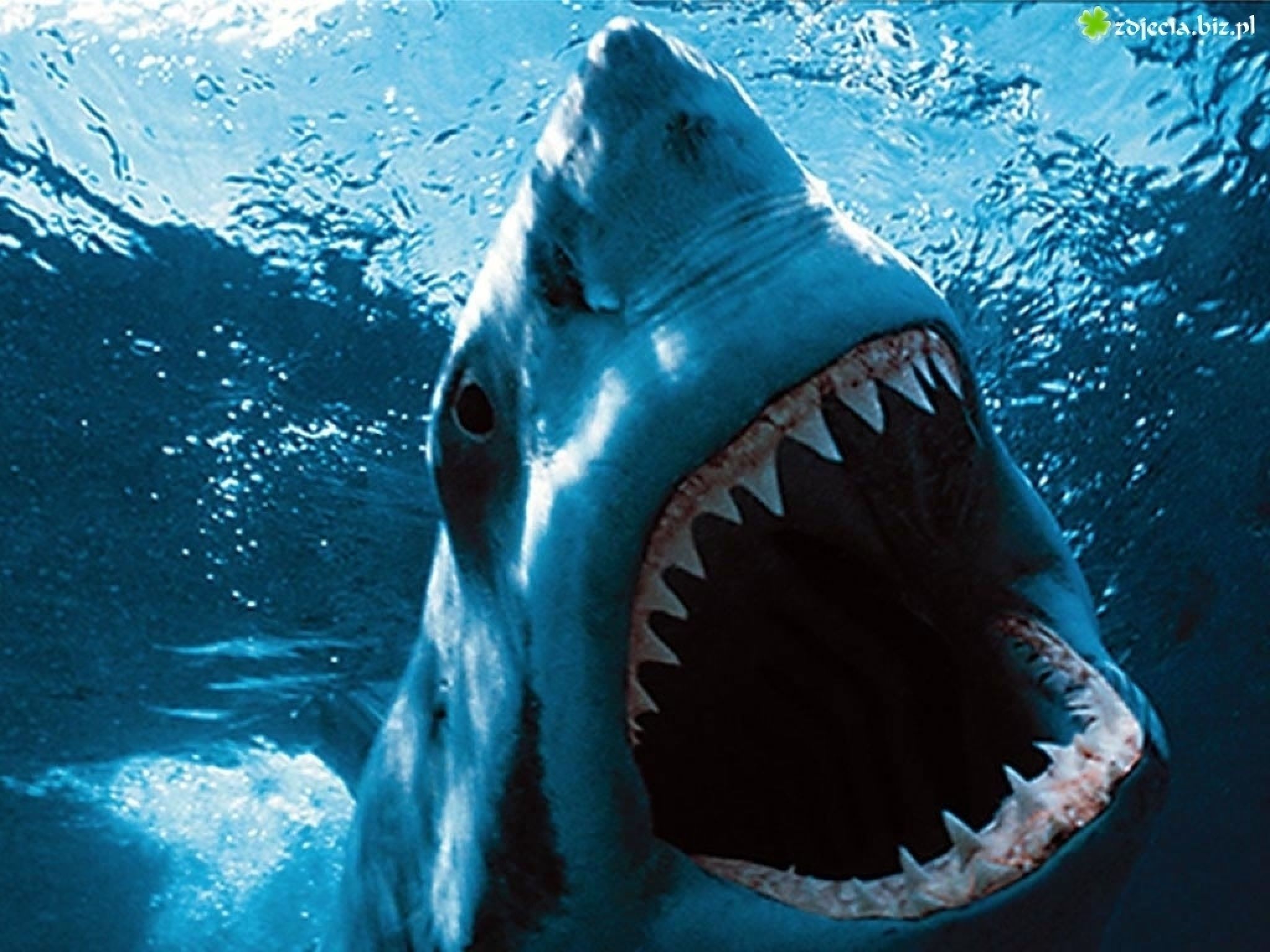 scary shark - Pesquisa do Google | SHARKS | Pinterest | Shark, Scary ...