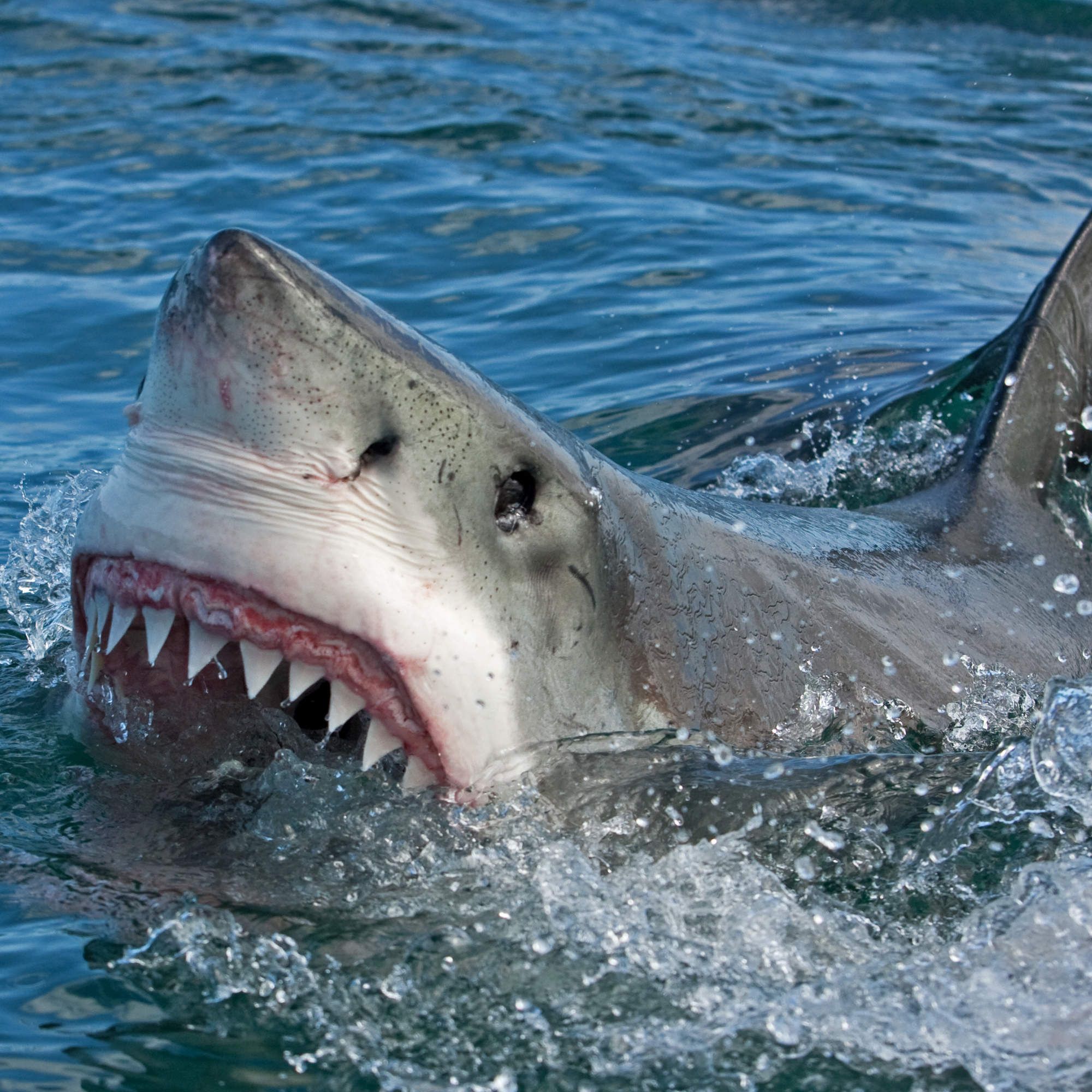 Here's Why You Never See Great White Sharks in Aquariums | Shark ...