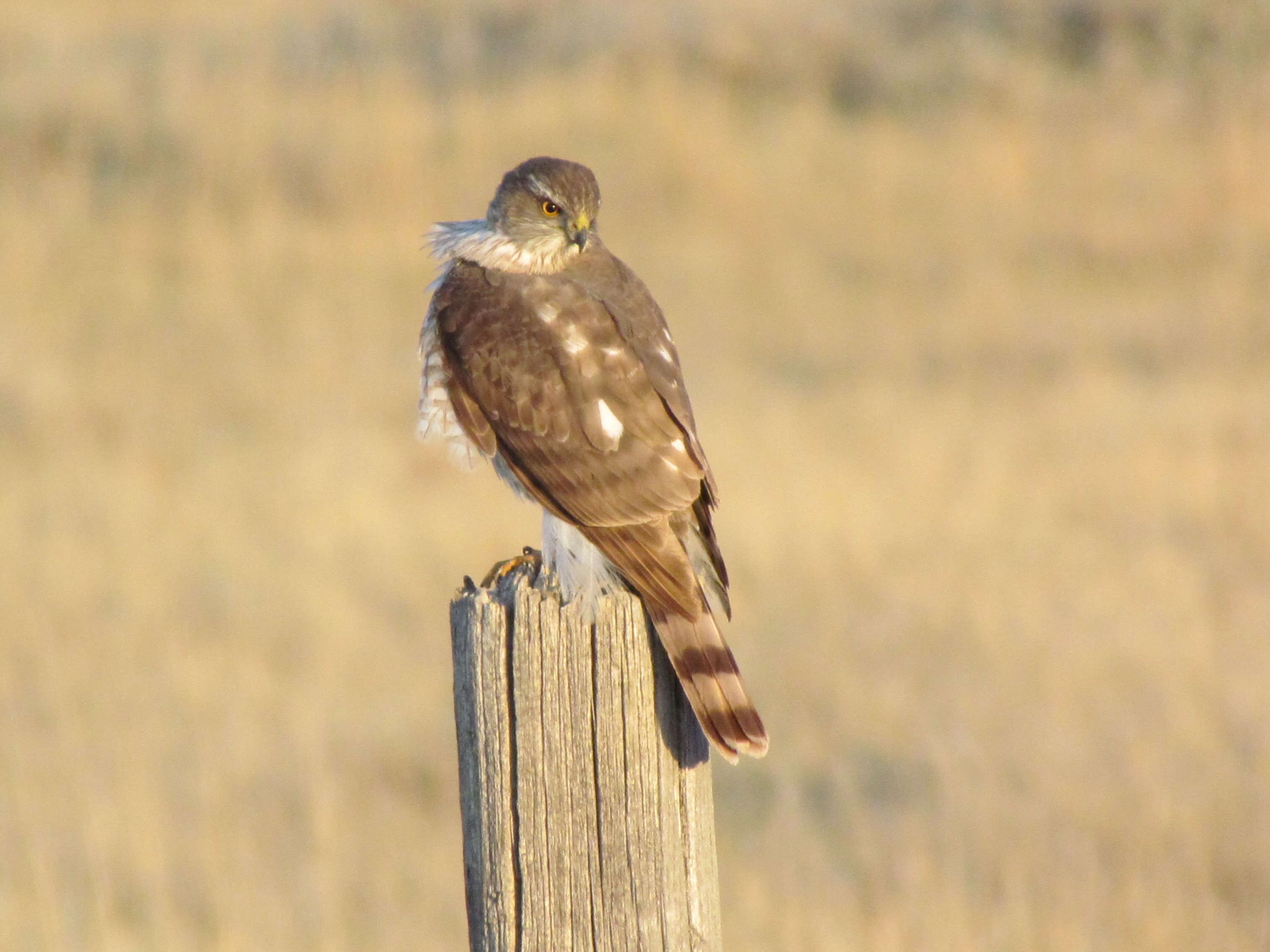 Bird of the Week: Sharp-shinned Hawk – Cheyenne Bird Banter