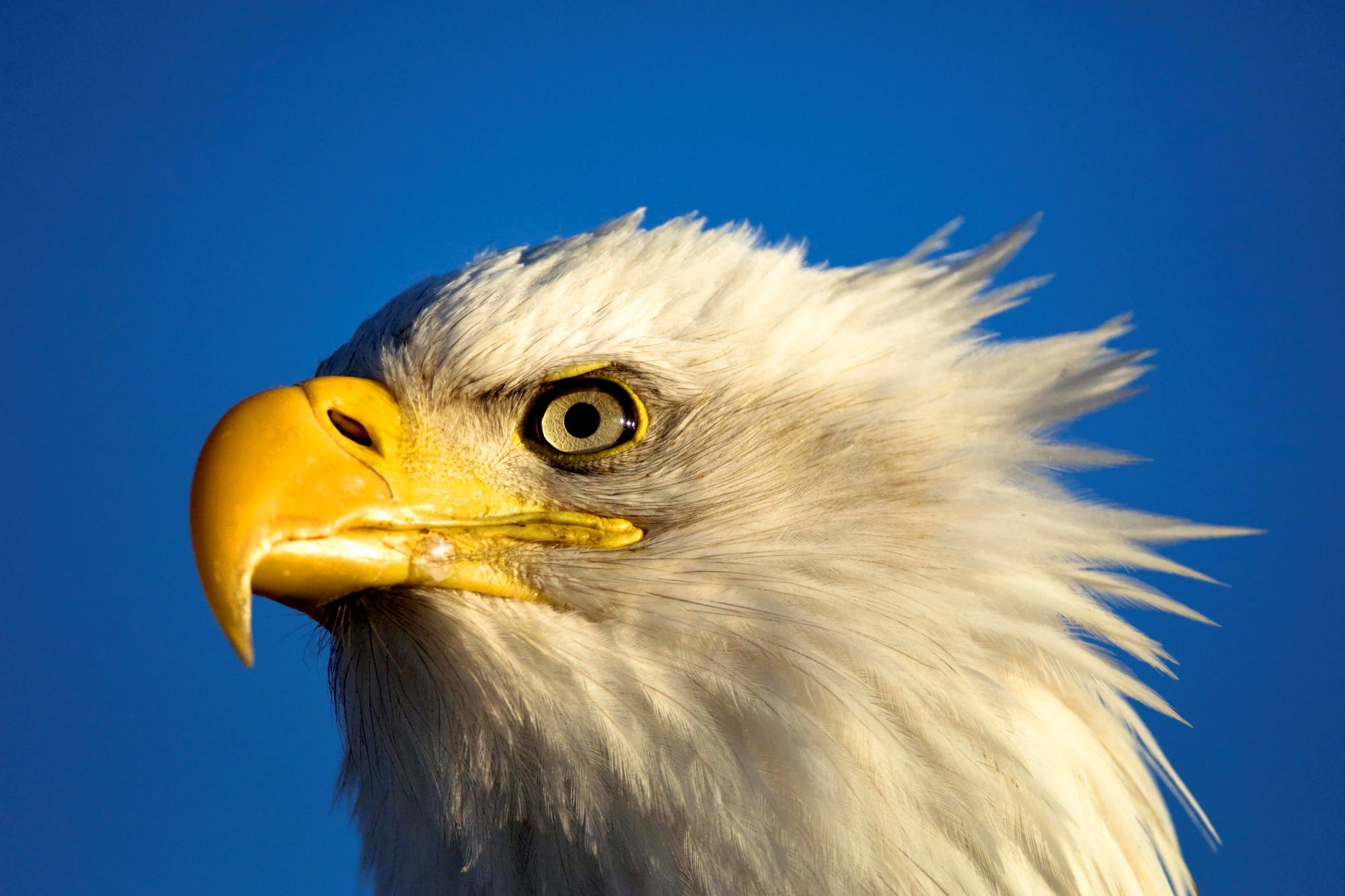 Sharp Killing Beak and Eye of Eurasia Eagle Bird Closeup Photo | HD ...
