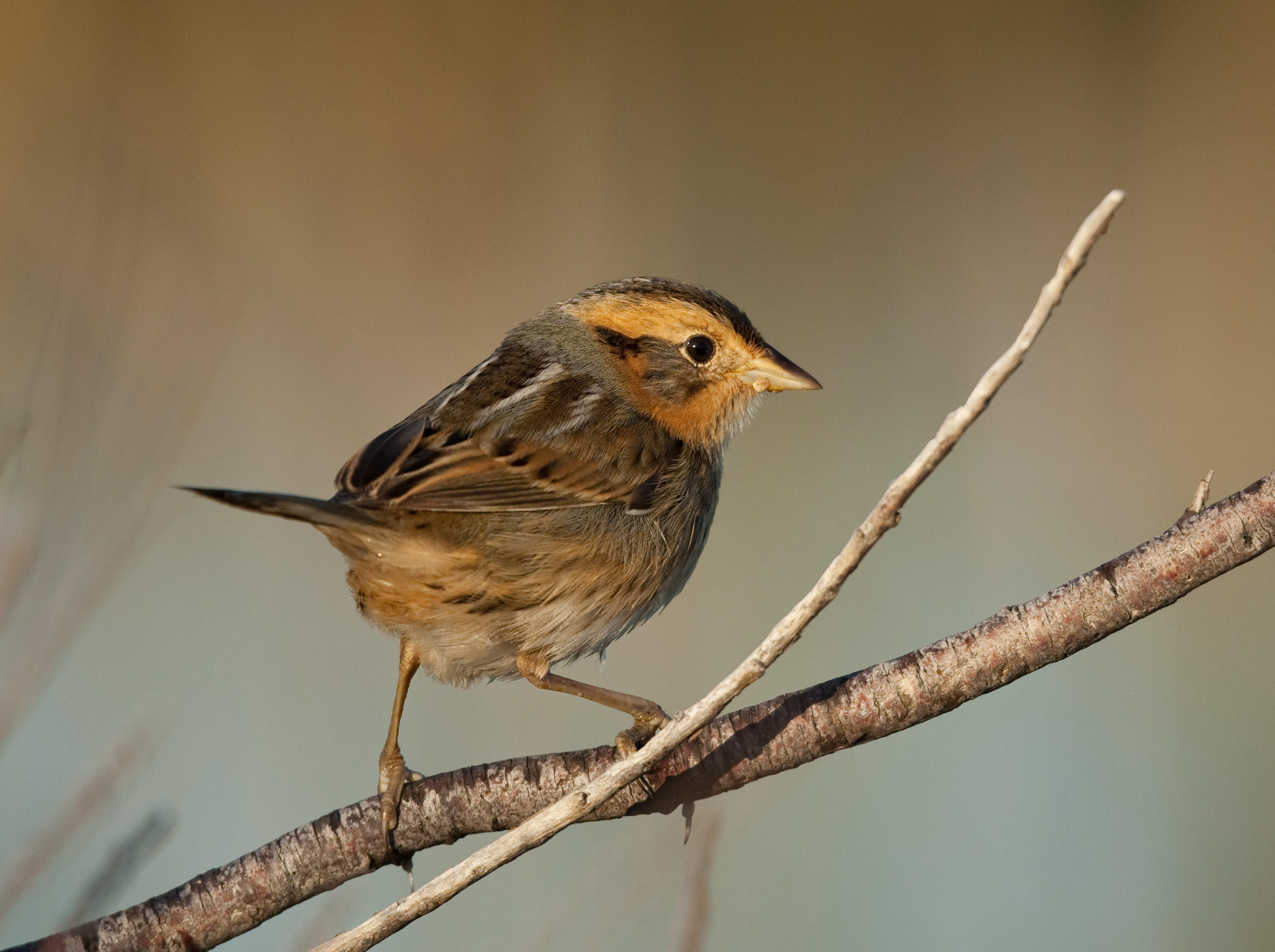 Nelson's Sparrow | Audubon Field Guide