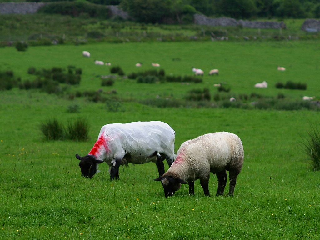 Sheep, Animals, Field, Grassing, Green, HQ Photo
