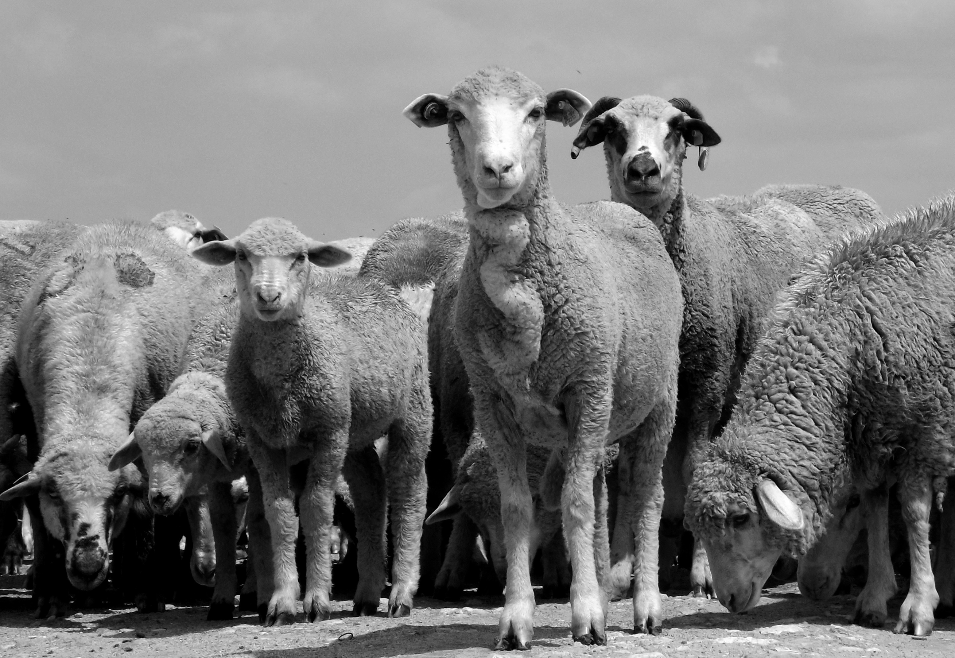 Sheep, Animal, Herd, Herding, HQ Photo