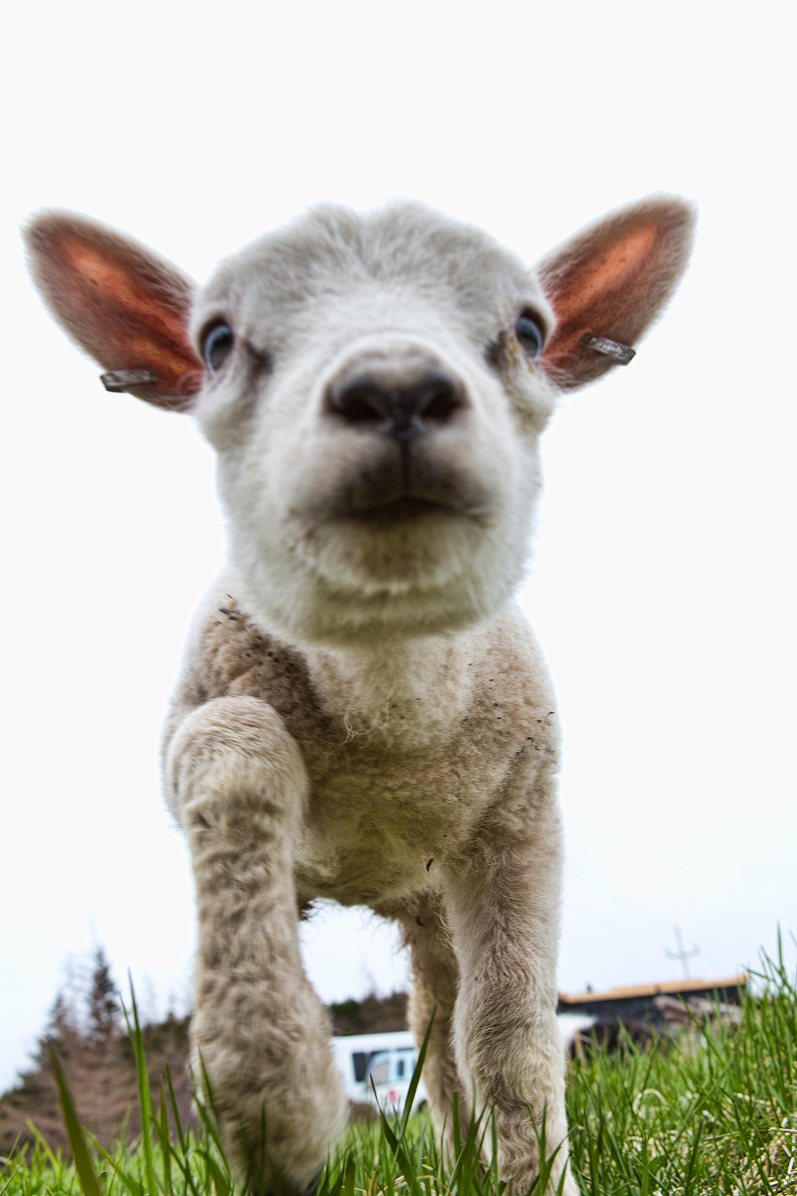 Sheep, Affectionate, New, Love, Mammal, HQ Photo