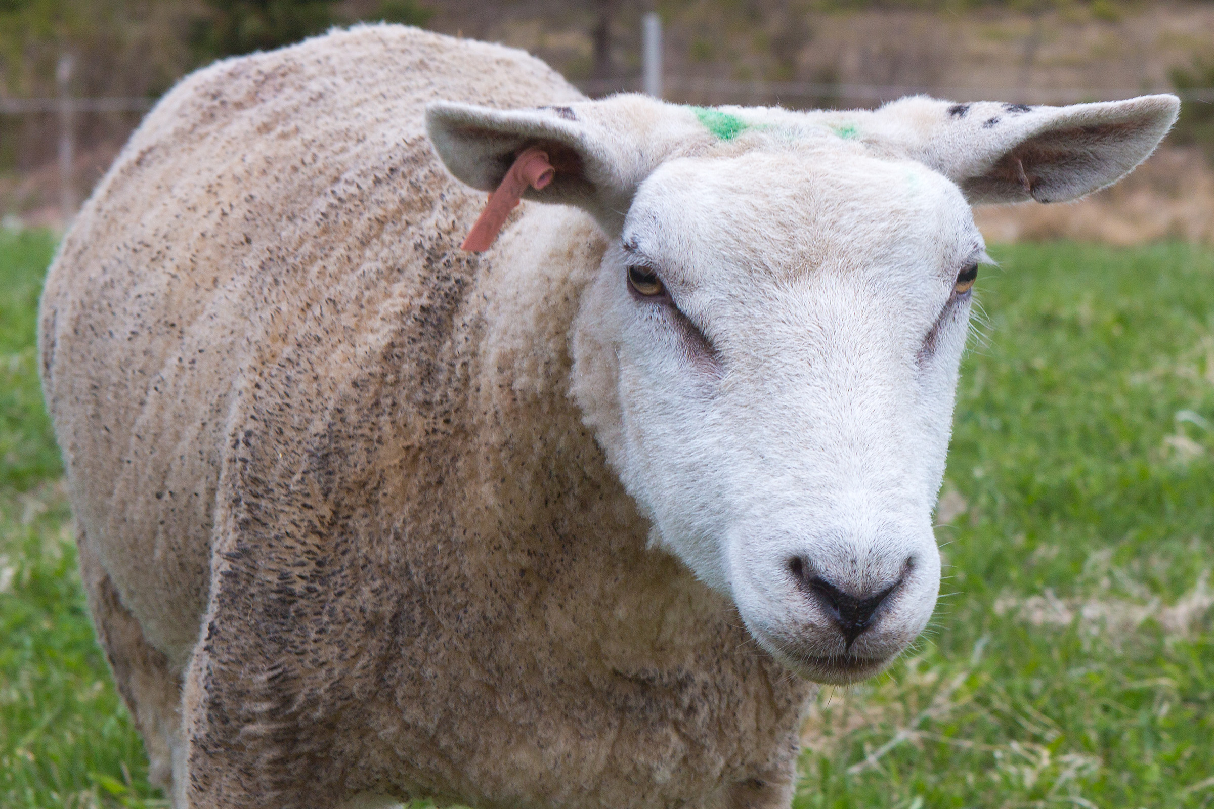 Sheep photo