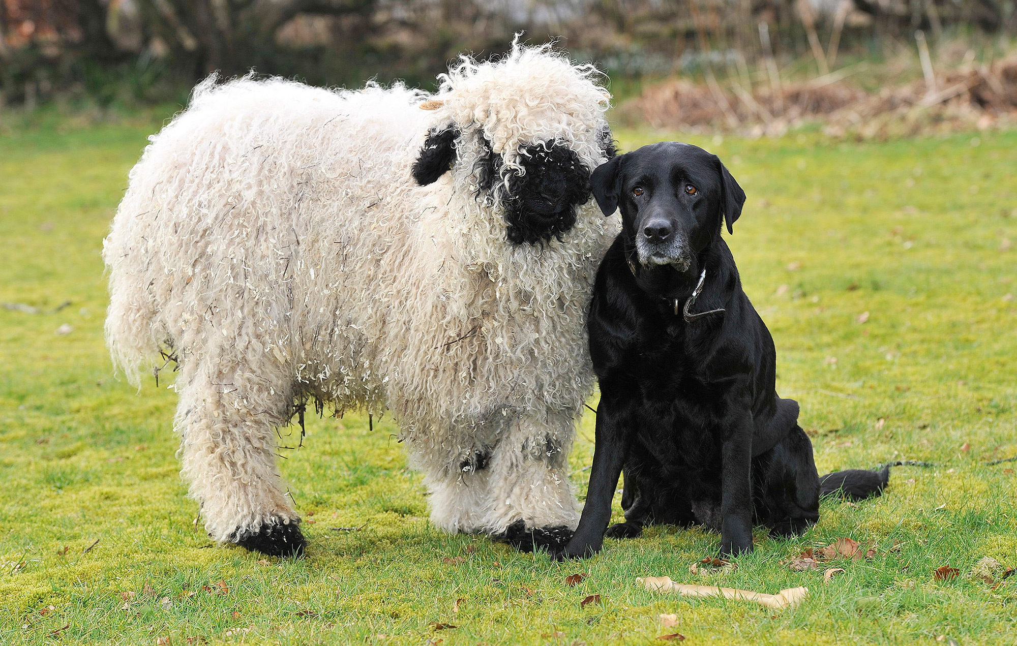 Marley Is a Sheep Who Thinks He's A Dog and Has Lab Best Friend ...