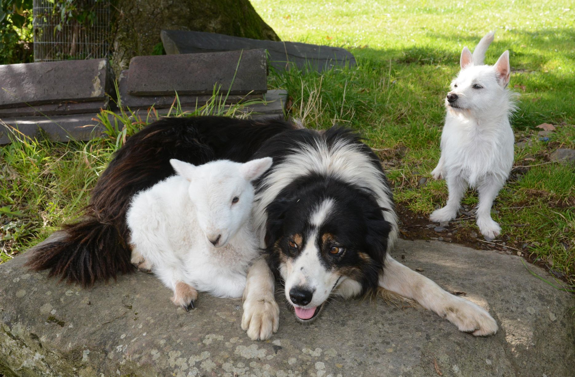 The real sheep dog: Medi the 'canine' lamb - Daily Post