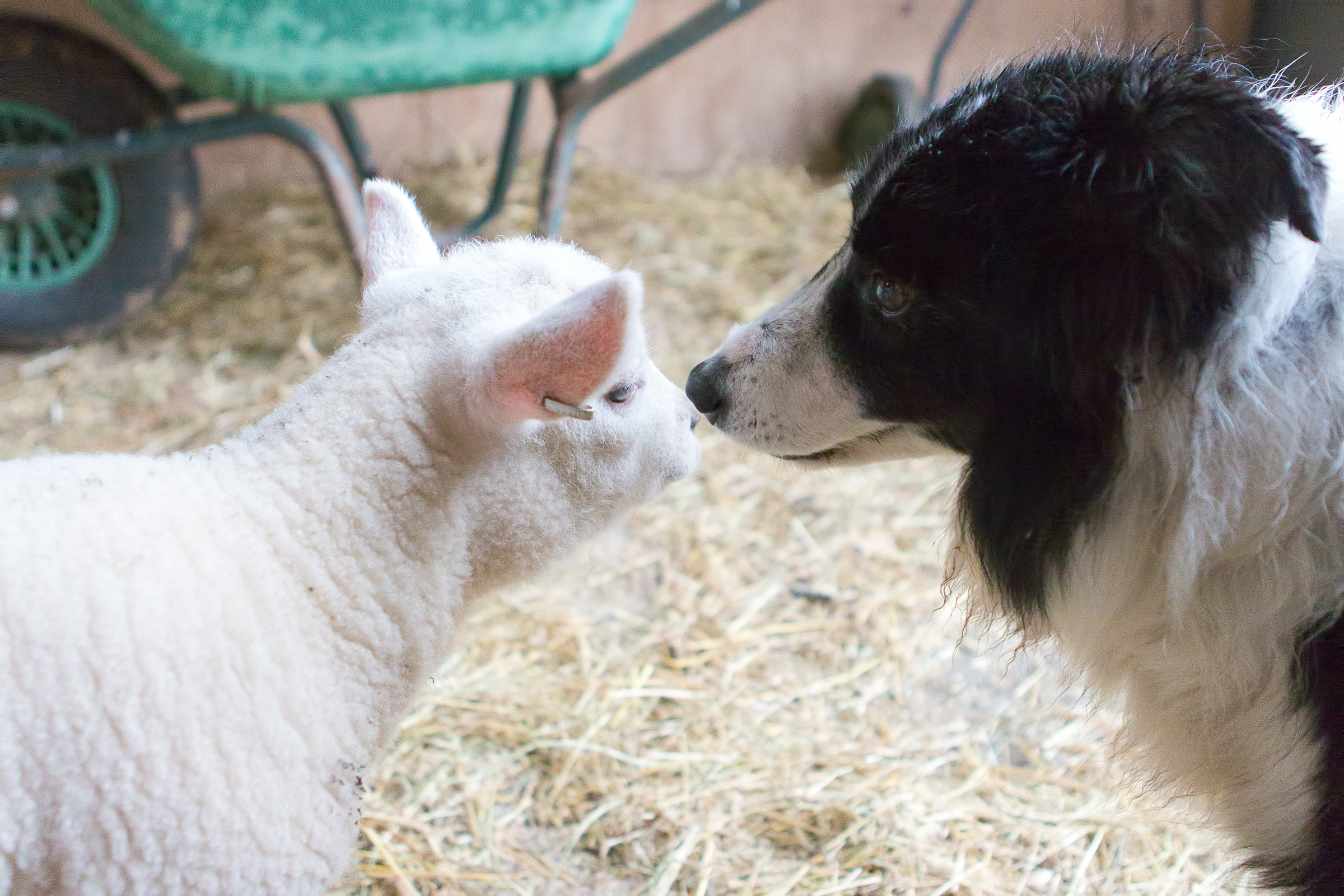 Sheep and dog, Affectionate, New, Look, Love, HQ Photo