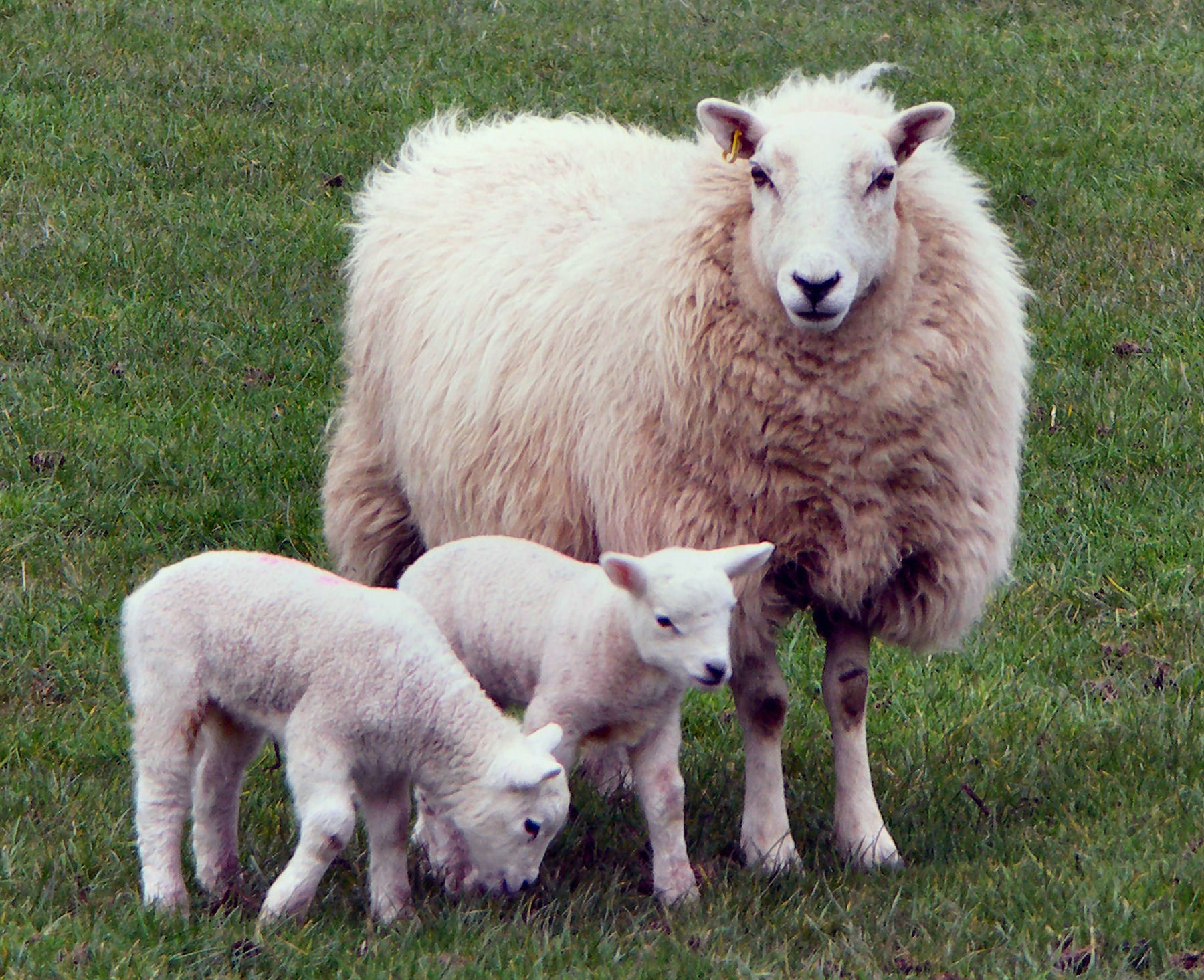 Sheep and the Global Market | Heritage Radio Network