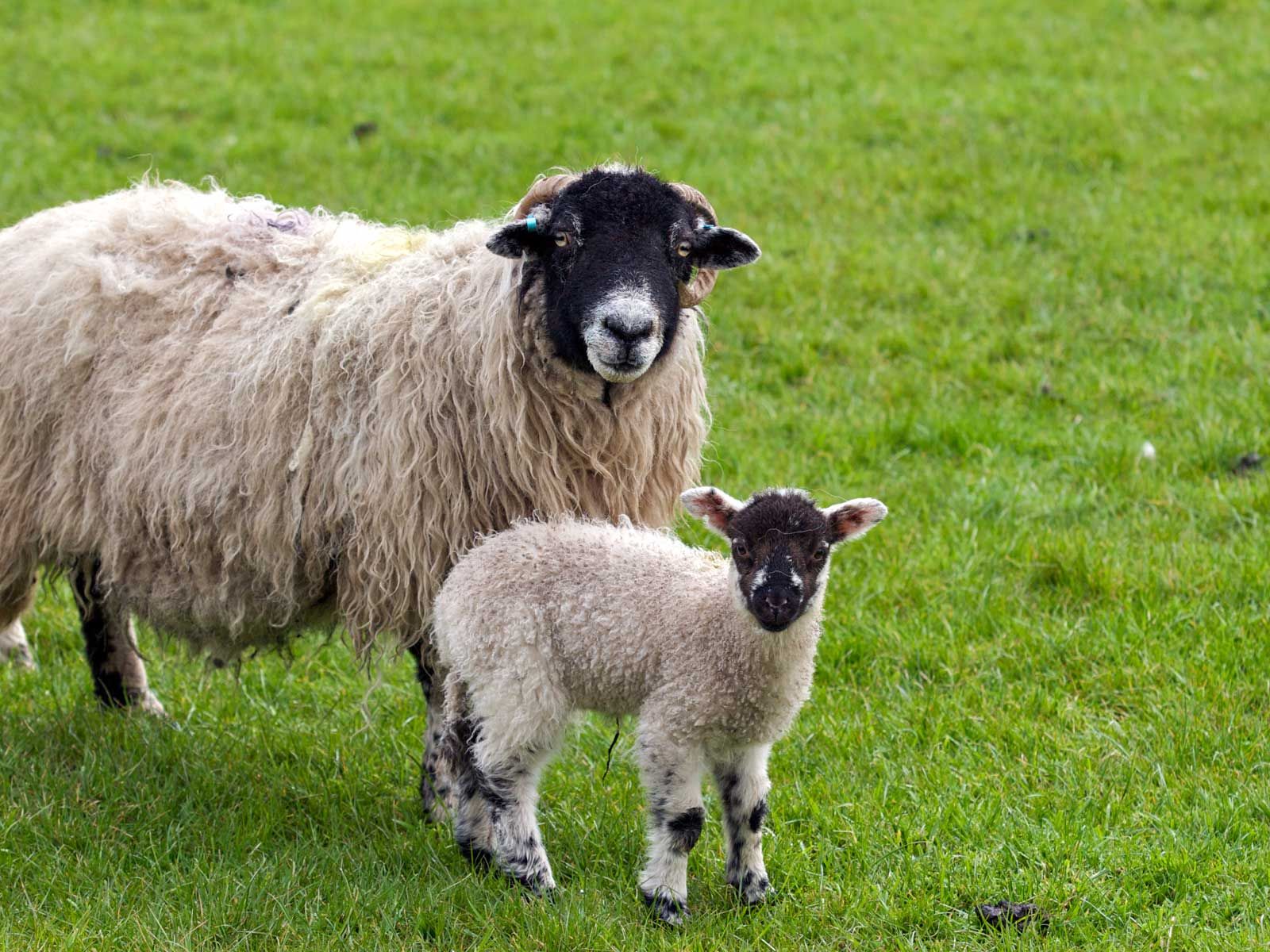 cute sheep images | sheep lamb cute in HD | God's smiles | Pinterest ...
