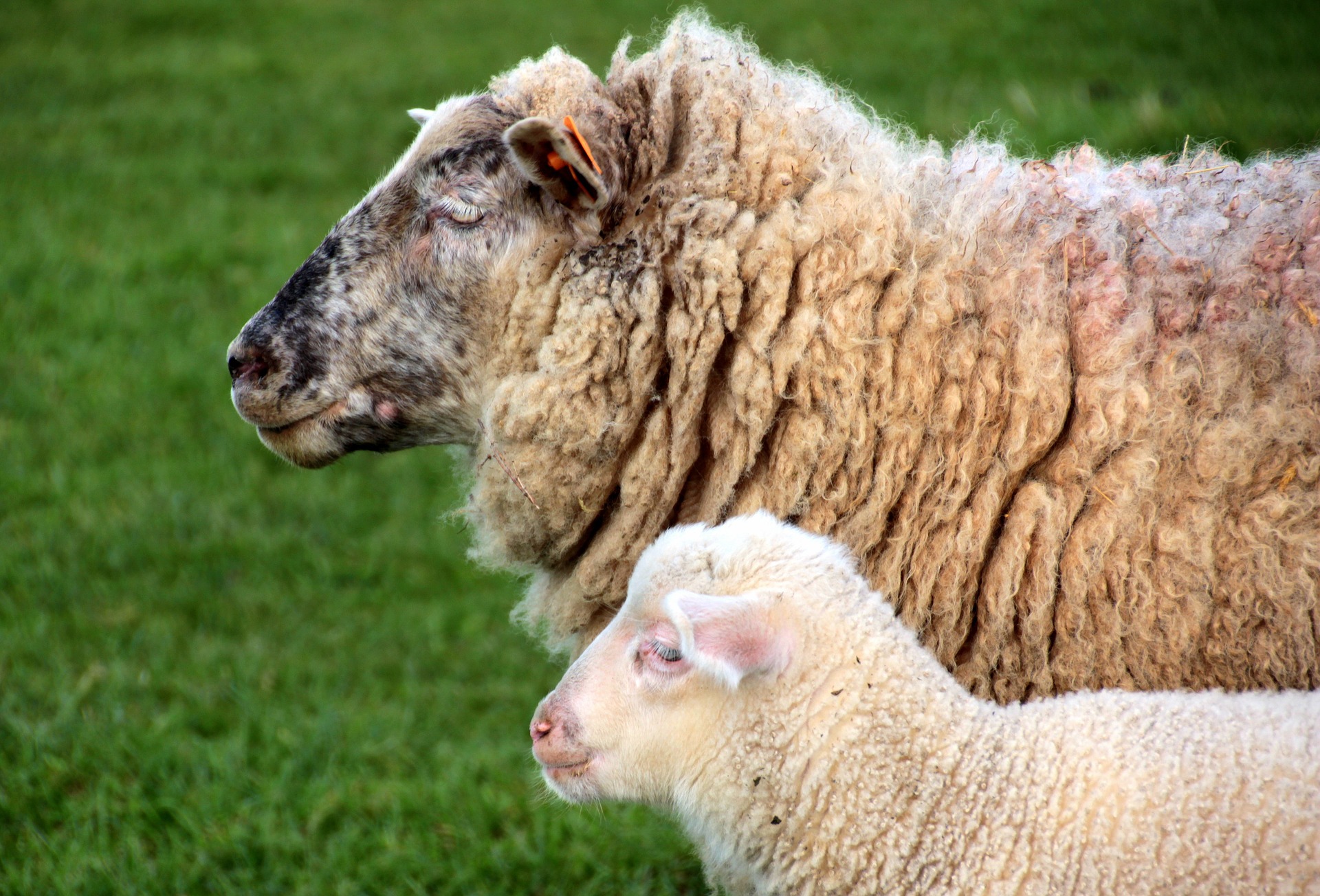 Sheep and Lamb, Animal, Farm, Flock, Herd, HQ Photo