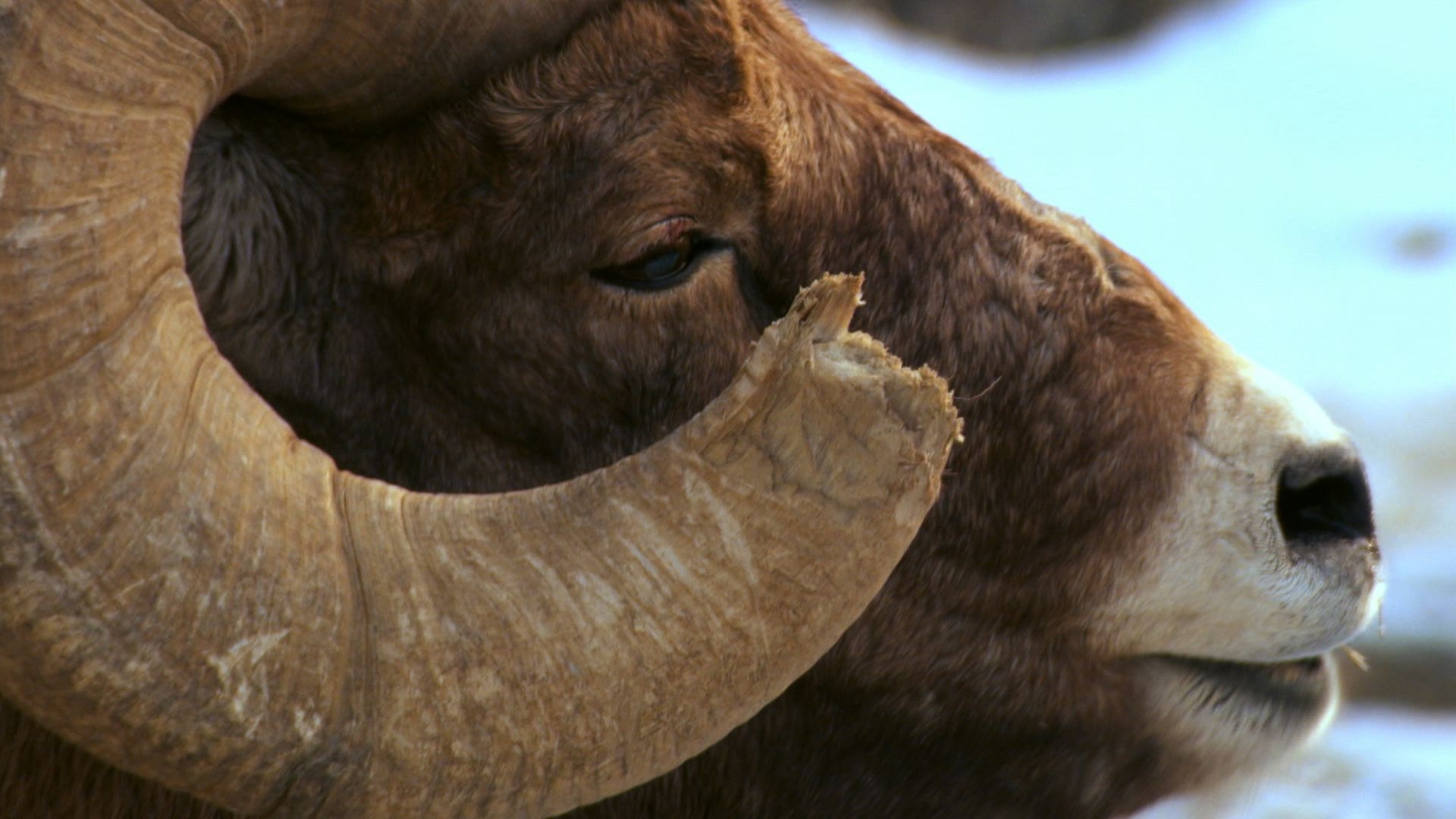 Big Horn Sheep Battle - National Geographic Channel