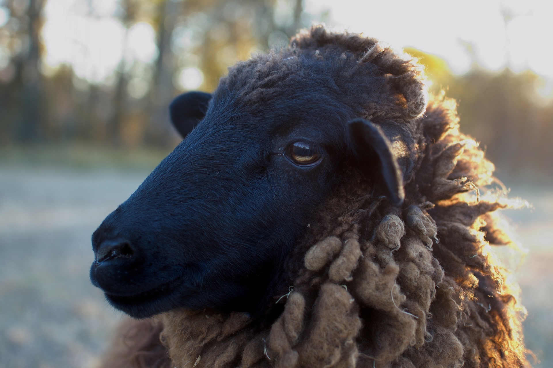 Sheep closeup photo