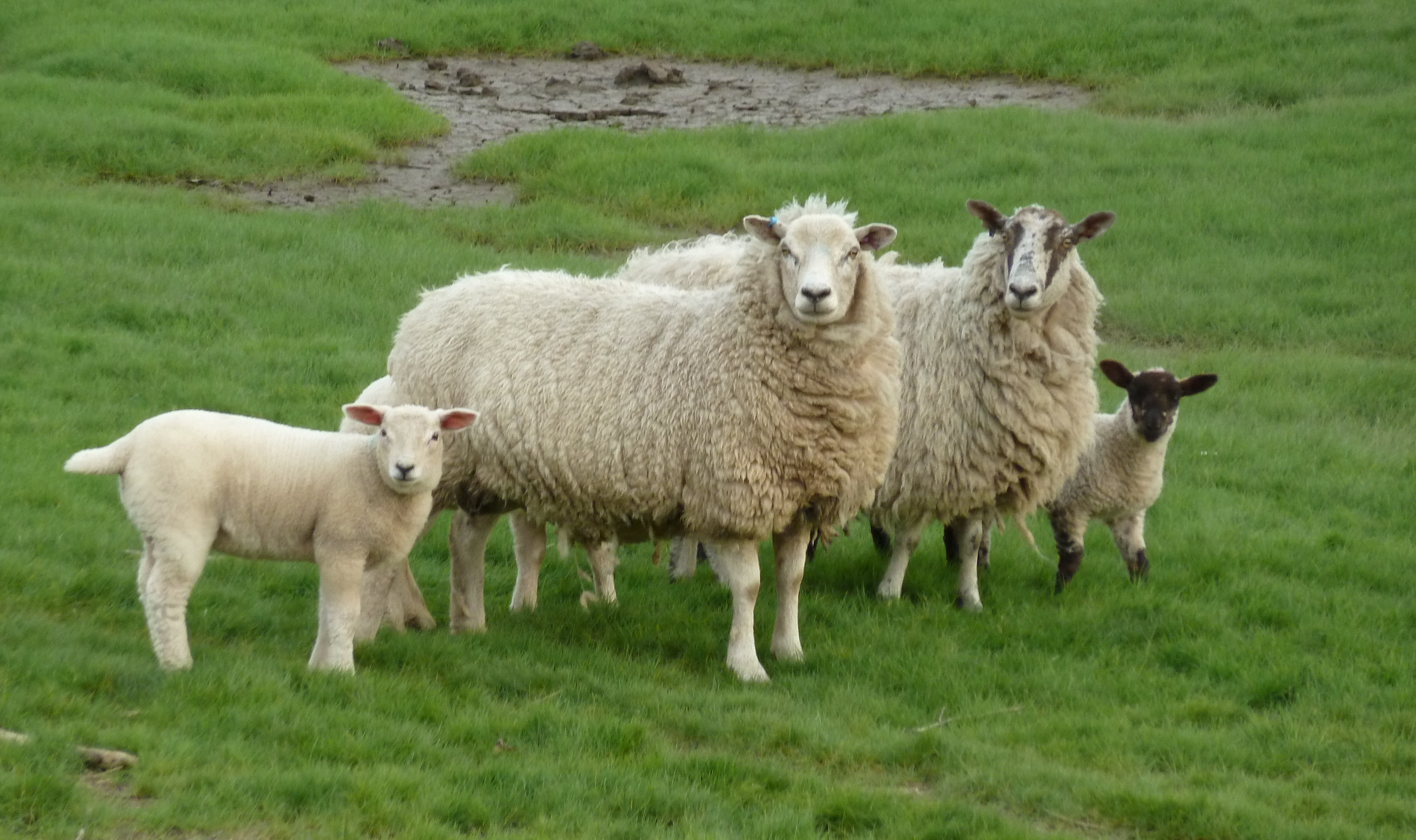 (10631630) this family portrait