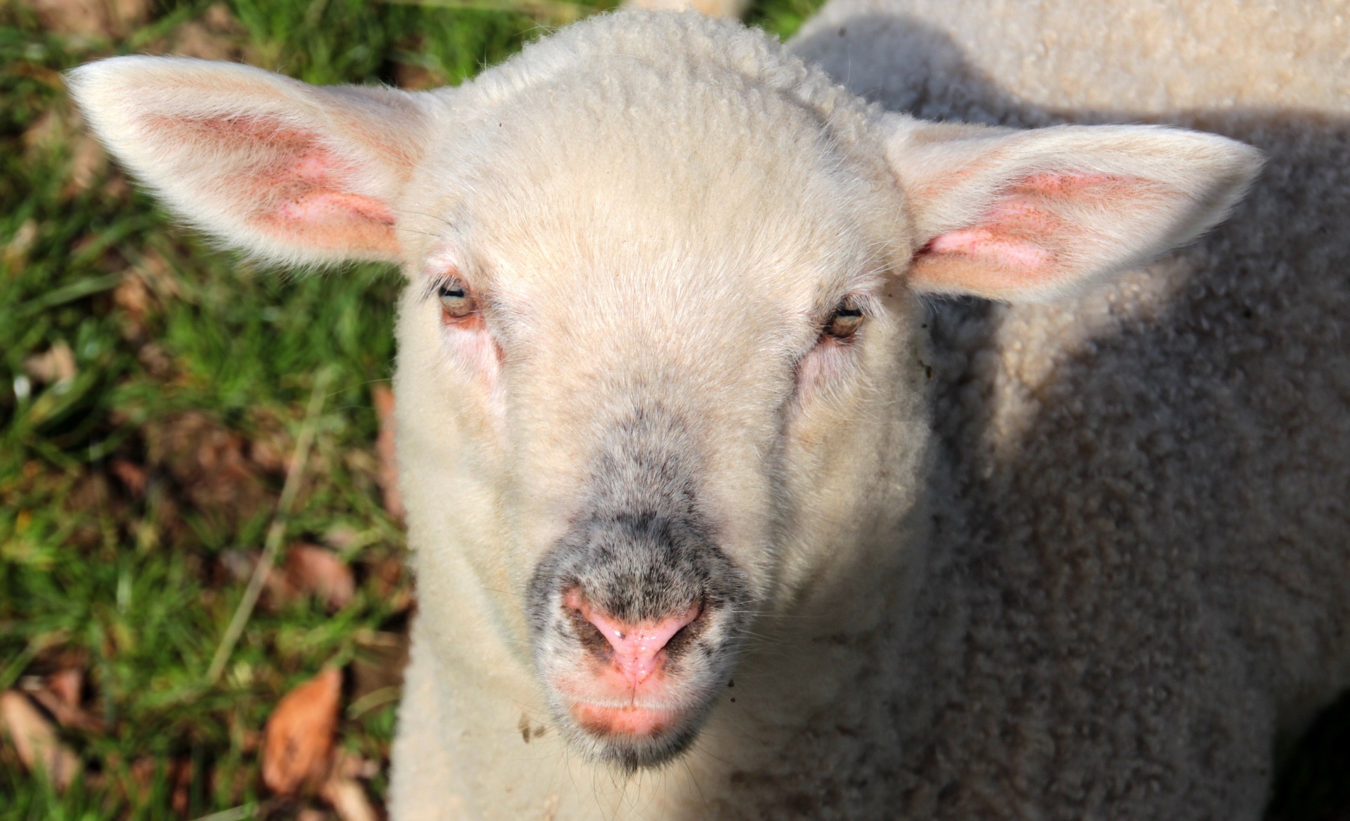 Sheep farm photo