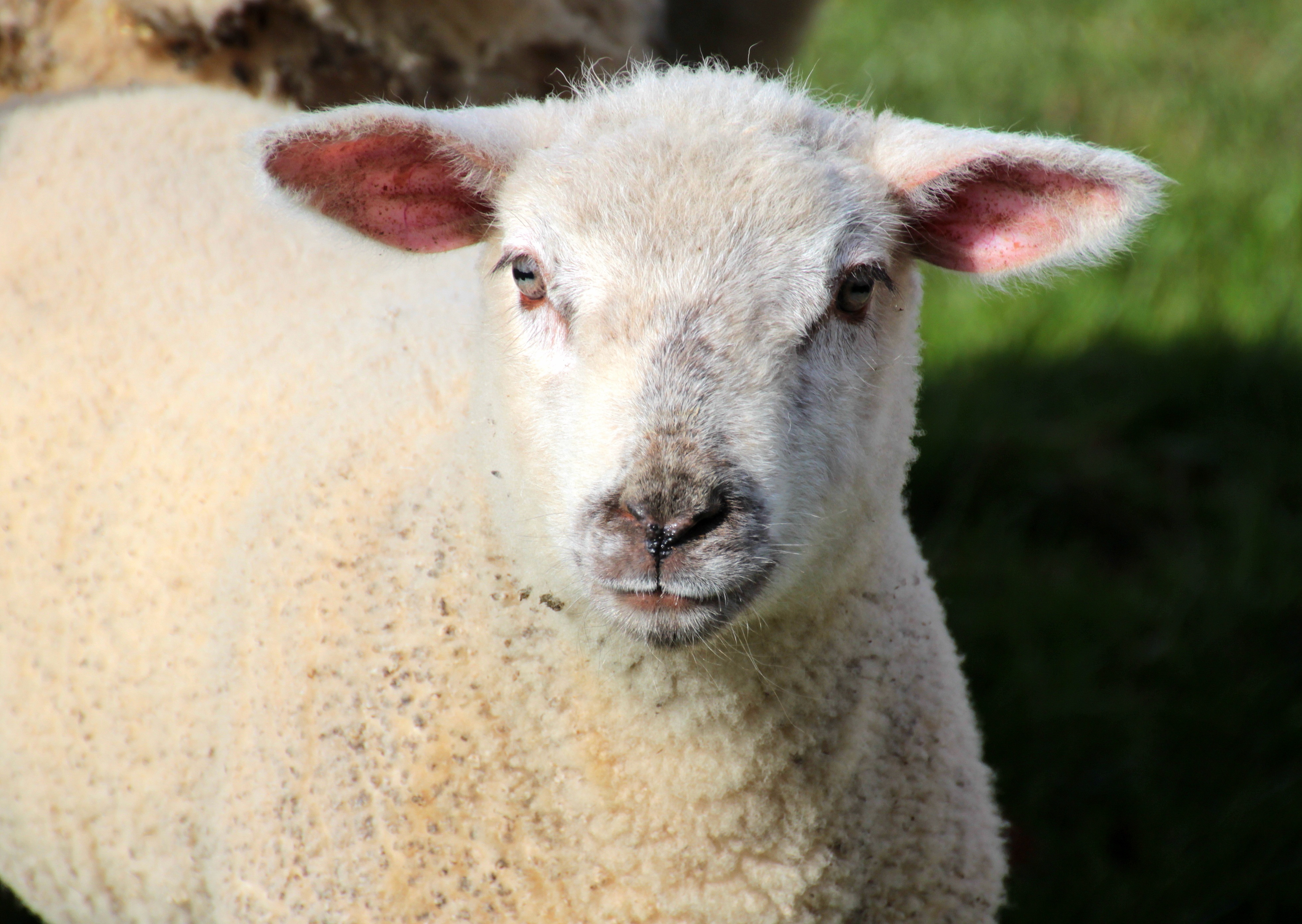 Sheep farm photo