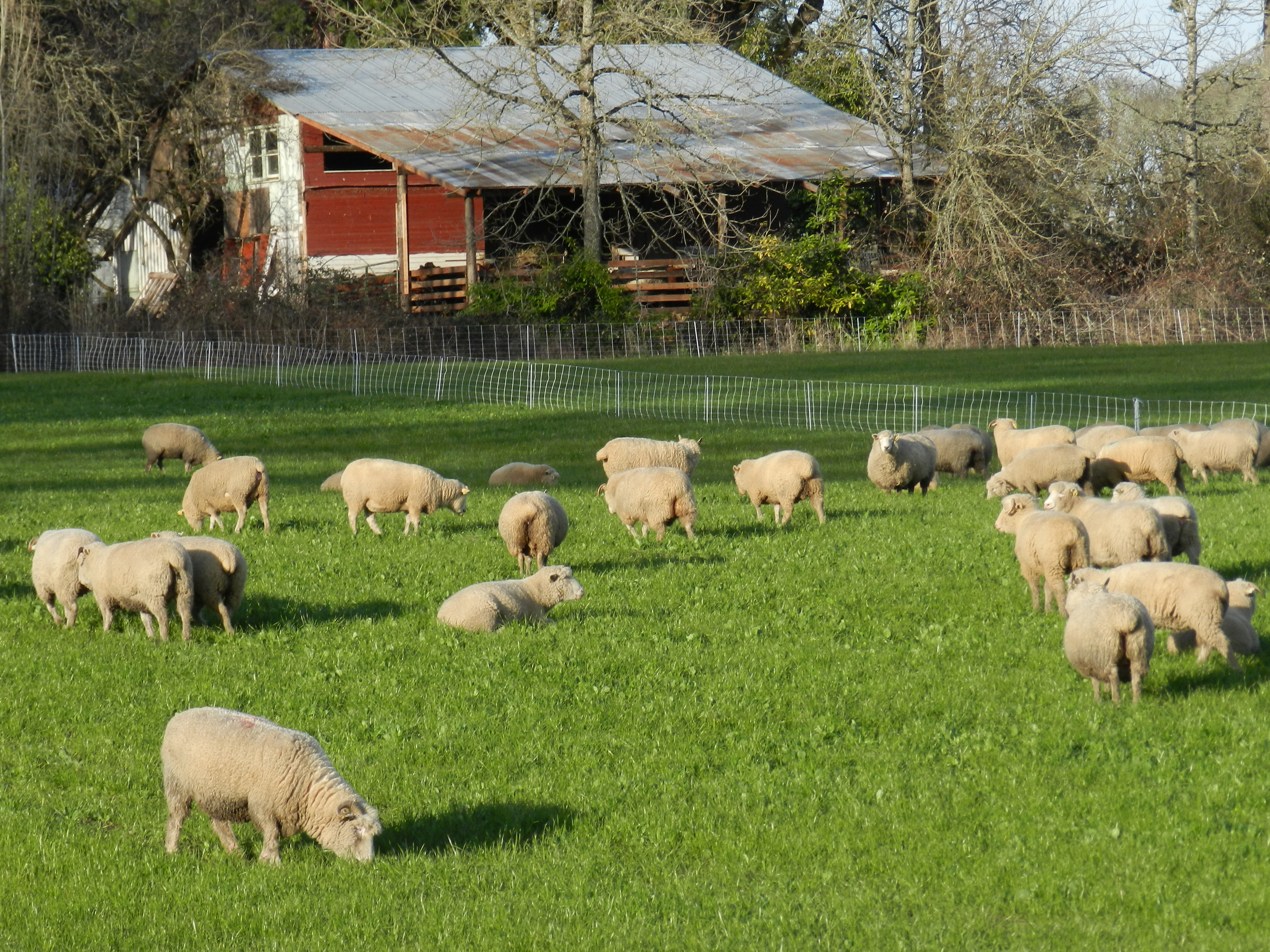 Sheep at Wattenpaugh Farm - Farmland LPFarmland LP