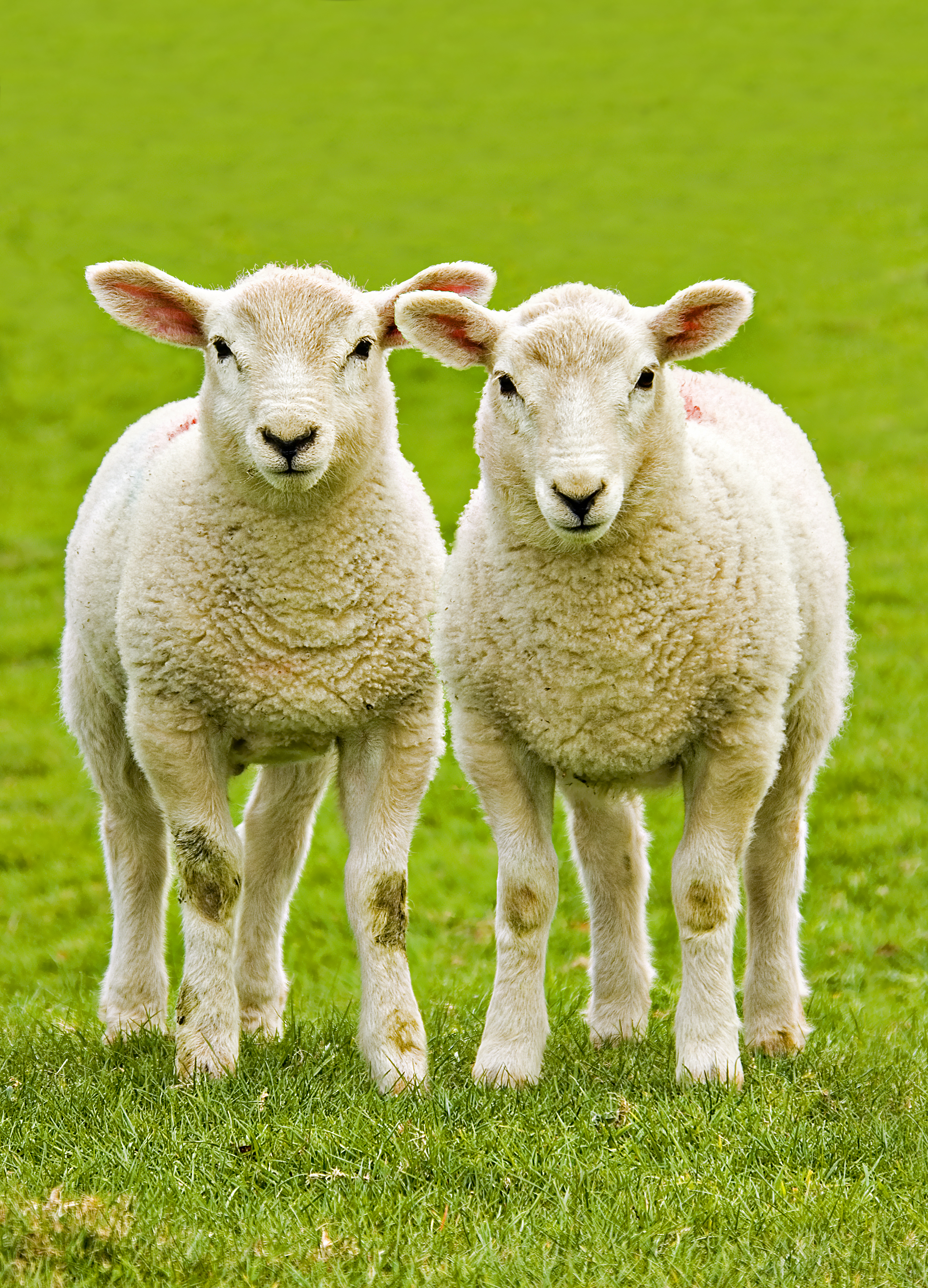 shutterstock_livestock sheep farm animal - East Anglian Air Ambulance