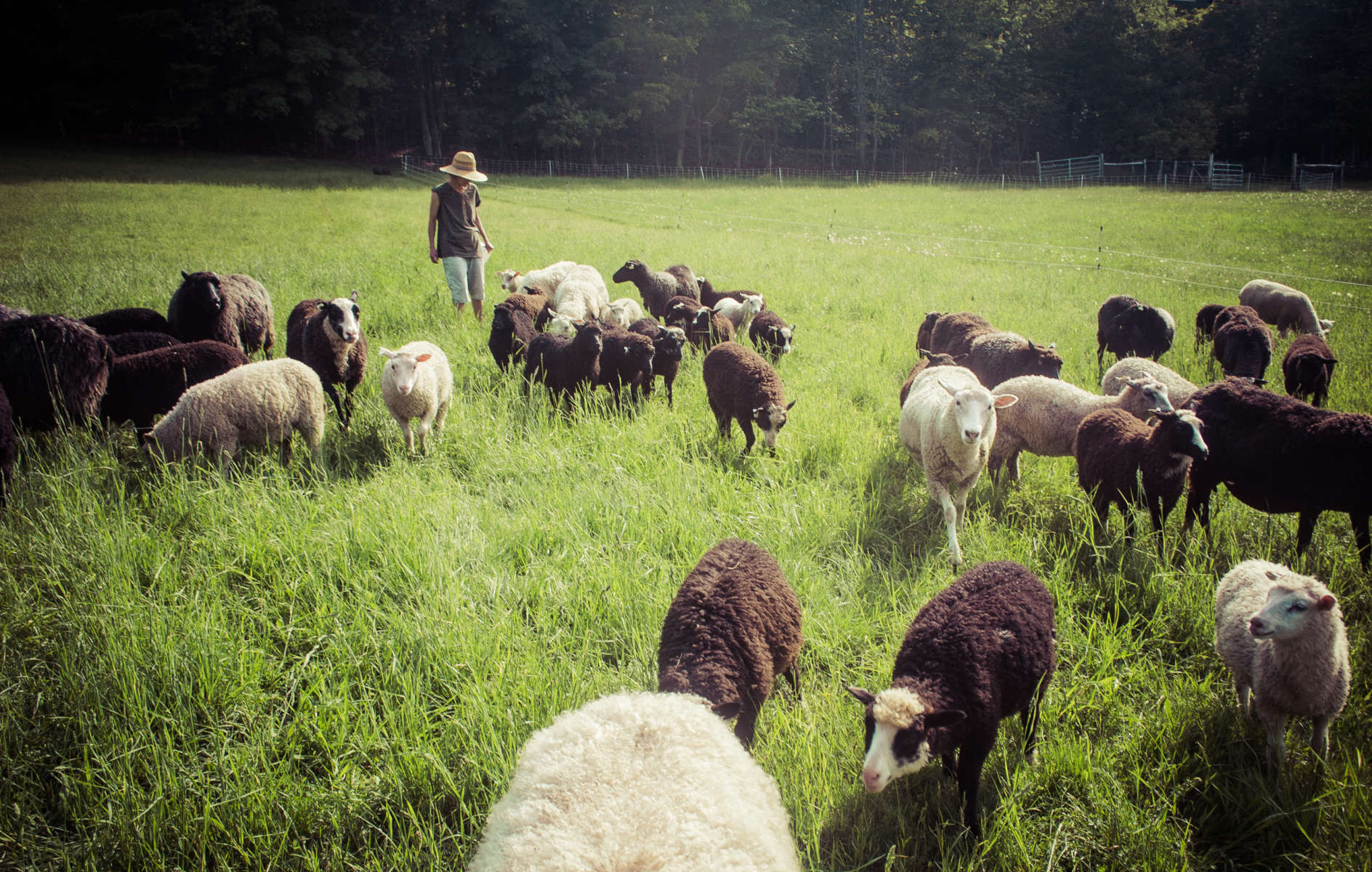 Your Tent On a Sheep Farm, The Green Shepherd Farm, NY: 1 Hipcamper ...
