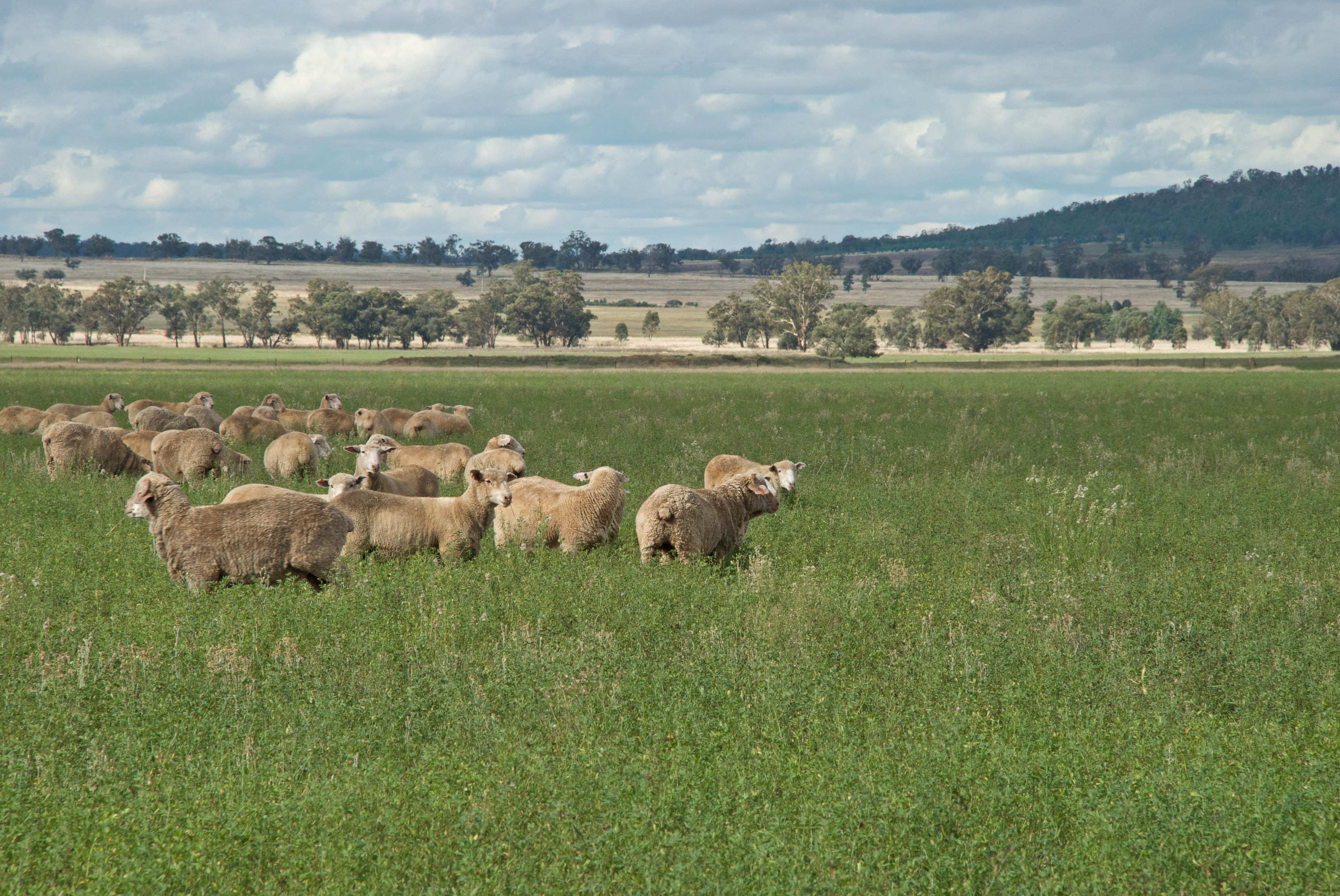 Sheep grazing, Afternoon, Paddock, Herd, Hill, HQ Photo