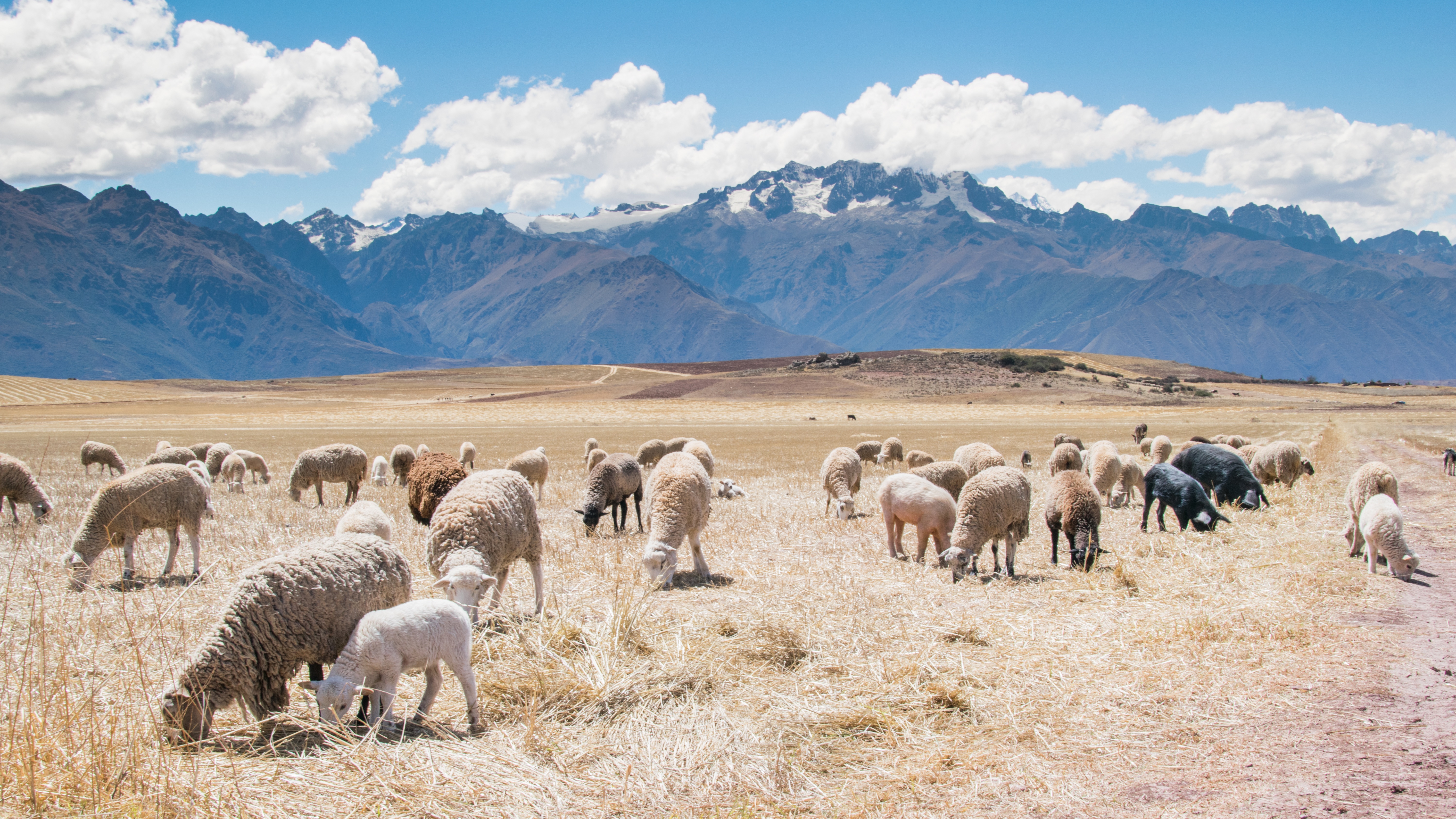Sheep Grazing, Animals, Field, Grazing, Landscape, HQ Photo