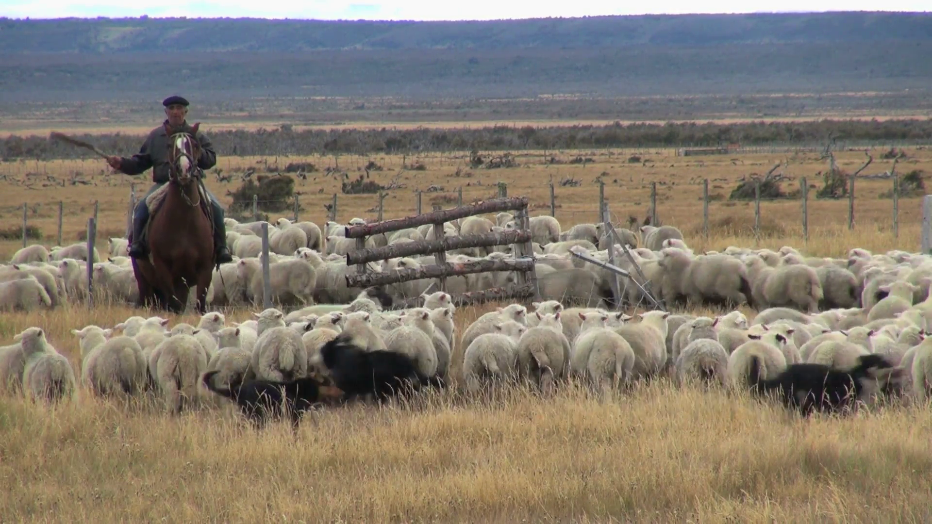 Man and Dog Herding Sheep Into Pen Stock Video Footage - VideoBlocks