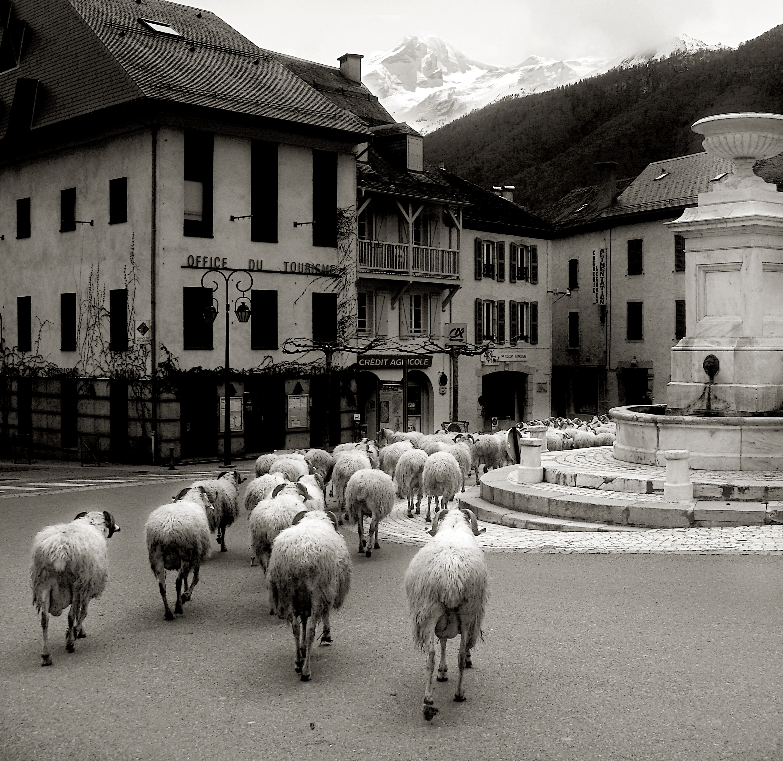 Sheep in old french village photo