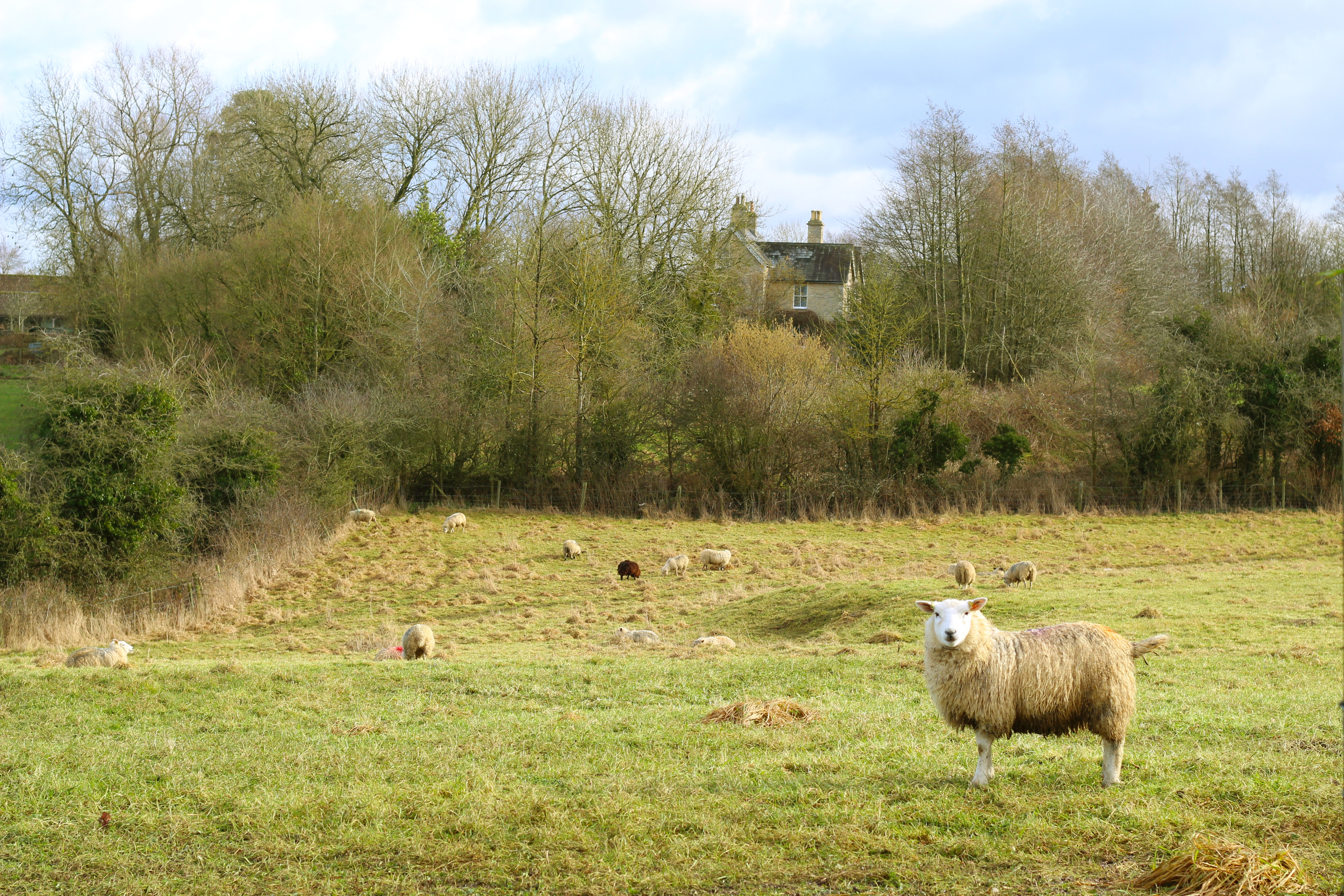 Sheep on grass field photo