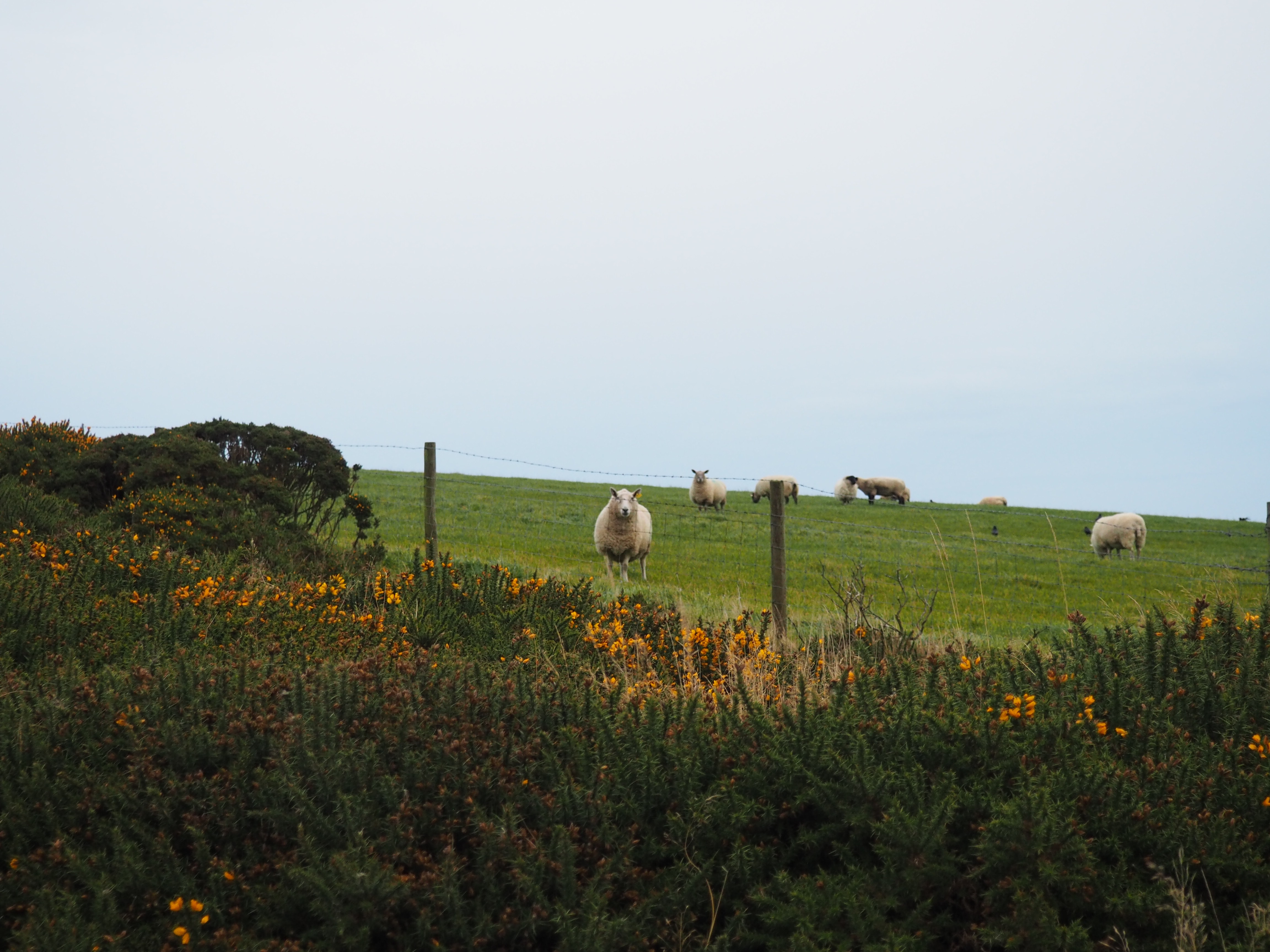 Sheep on top of grass photo