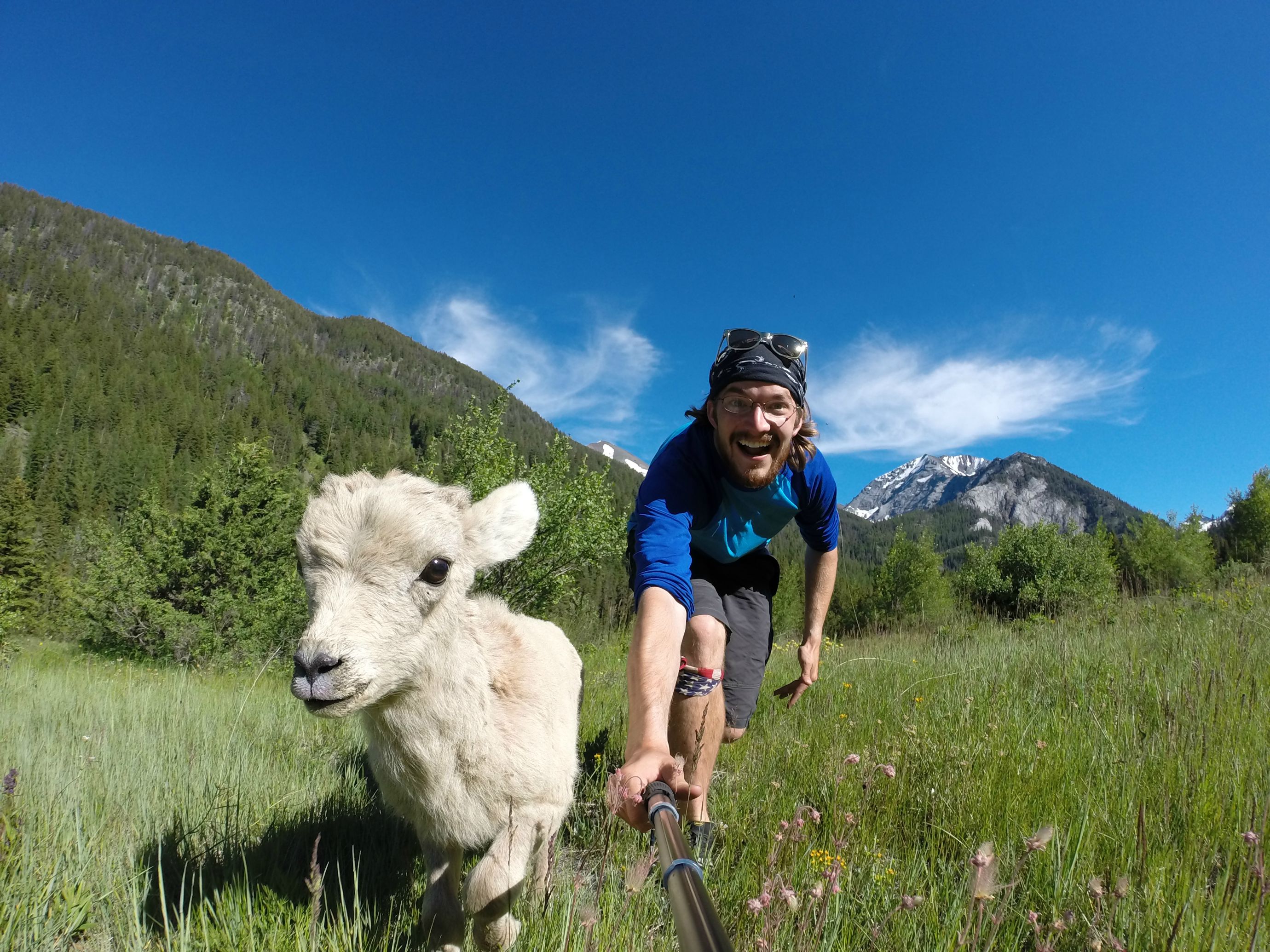 GoPro Sheep Selfie - Imgur