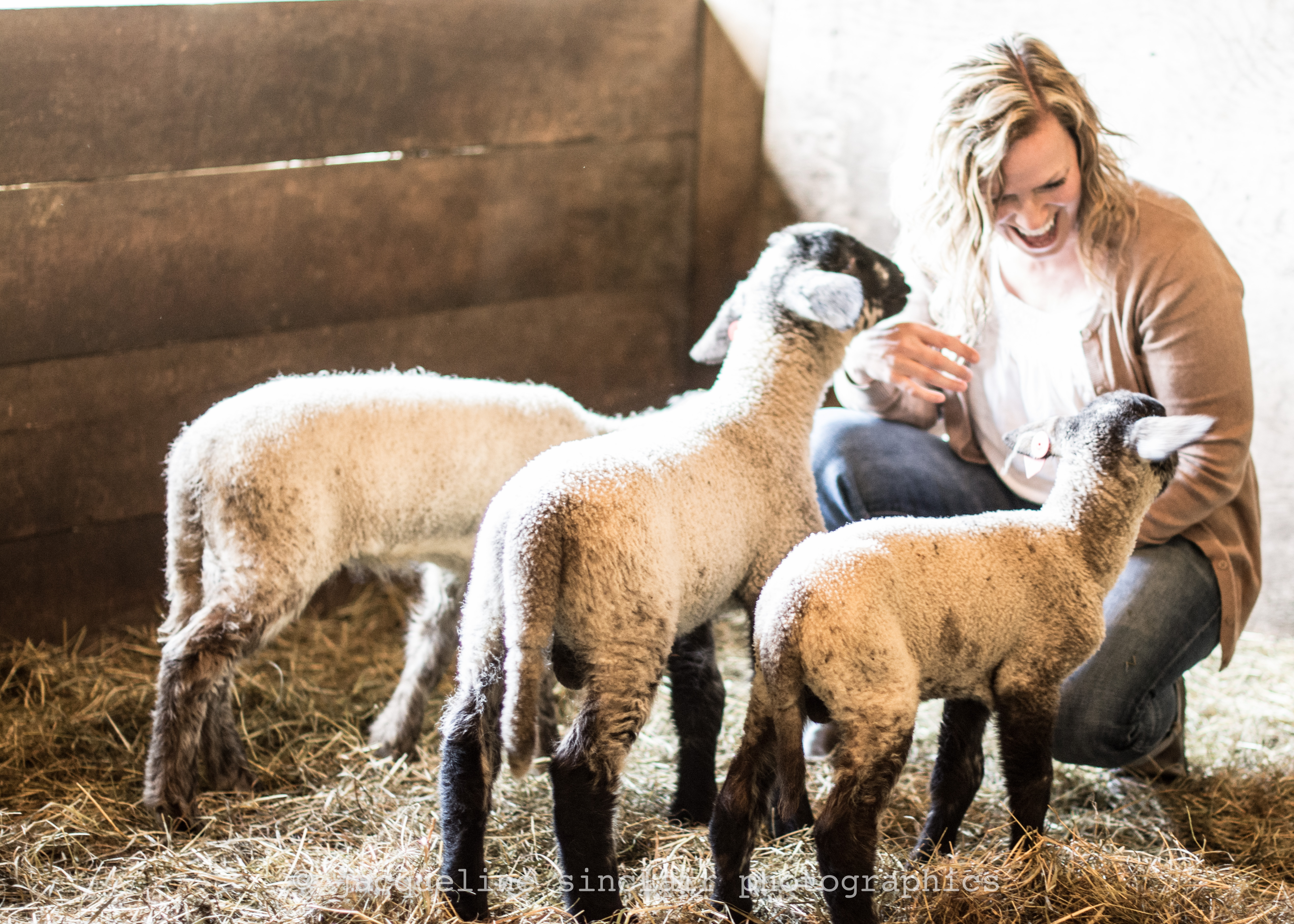 Wallpaper : animals, farm, baby, barn, straw, sheep, hay, lamb, ears ...