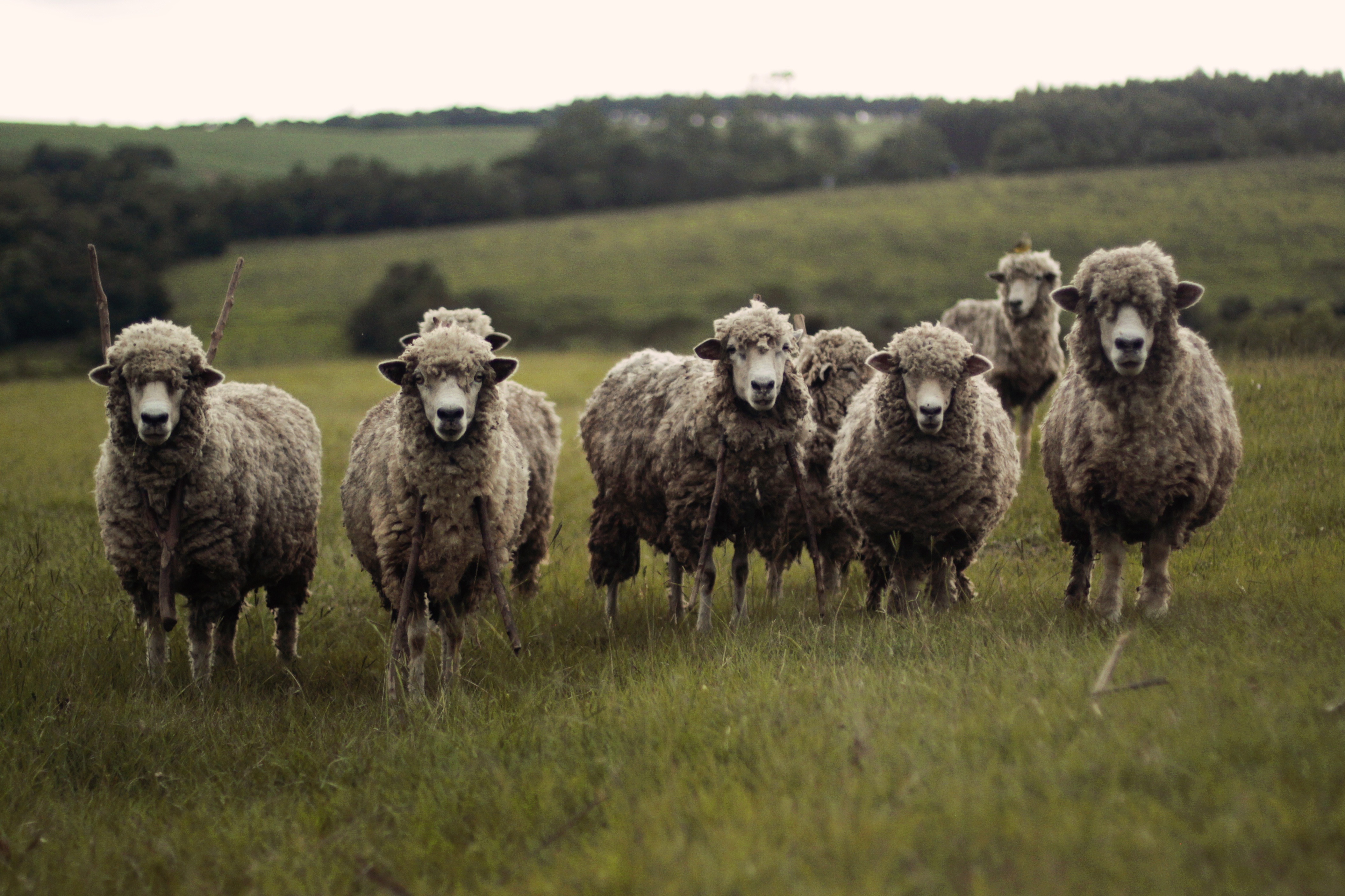 Sheep Selfie?, Animals, Farm, Field, Grass, HQ Photo