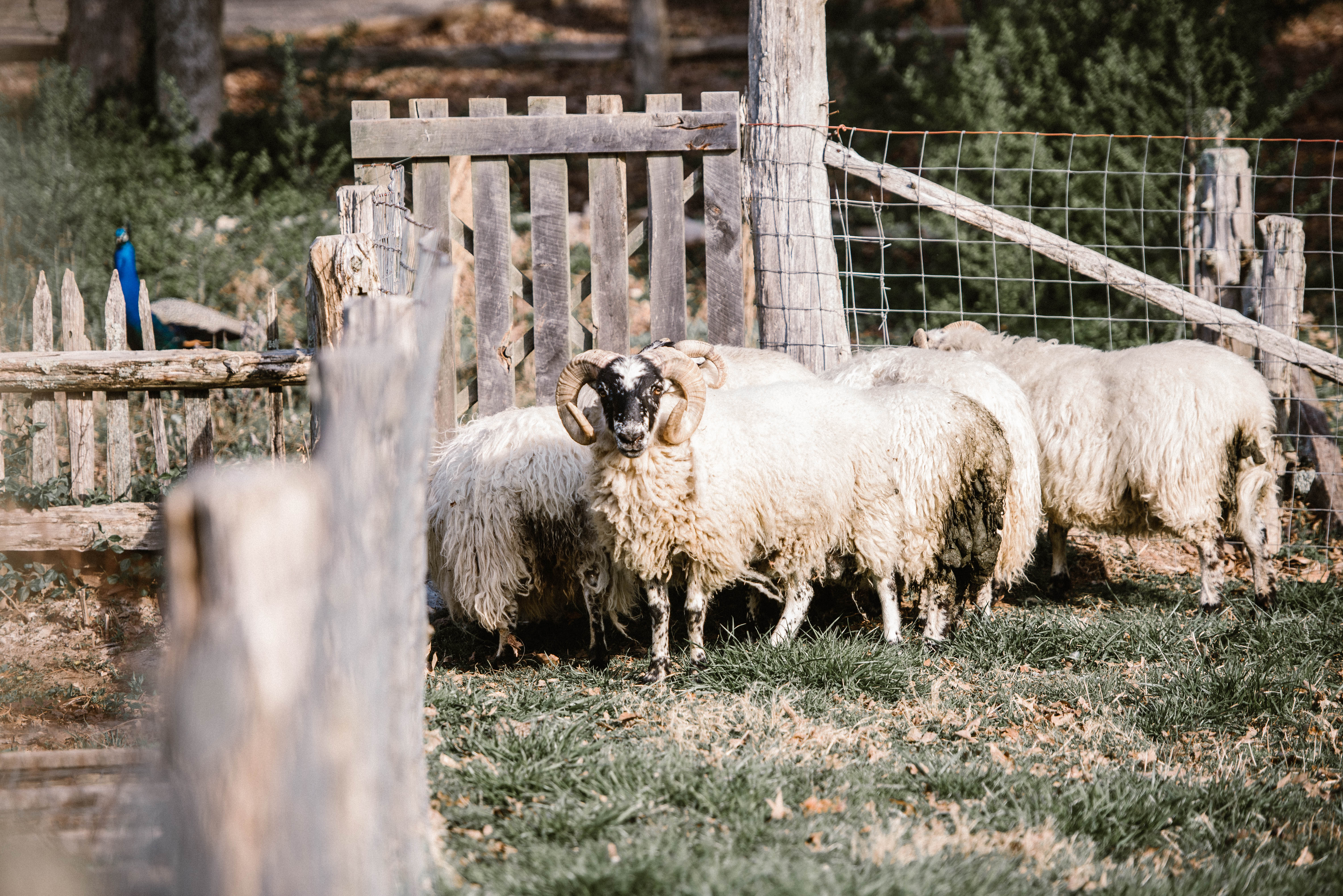 Sheep Shearing Day - The Museum Of Appalachia