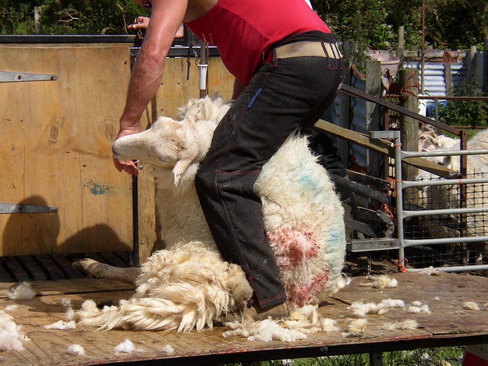 Exploring North Wales: Sheep Shearing Time