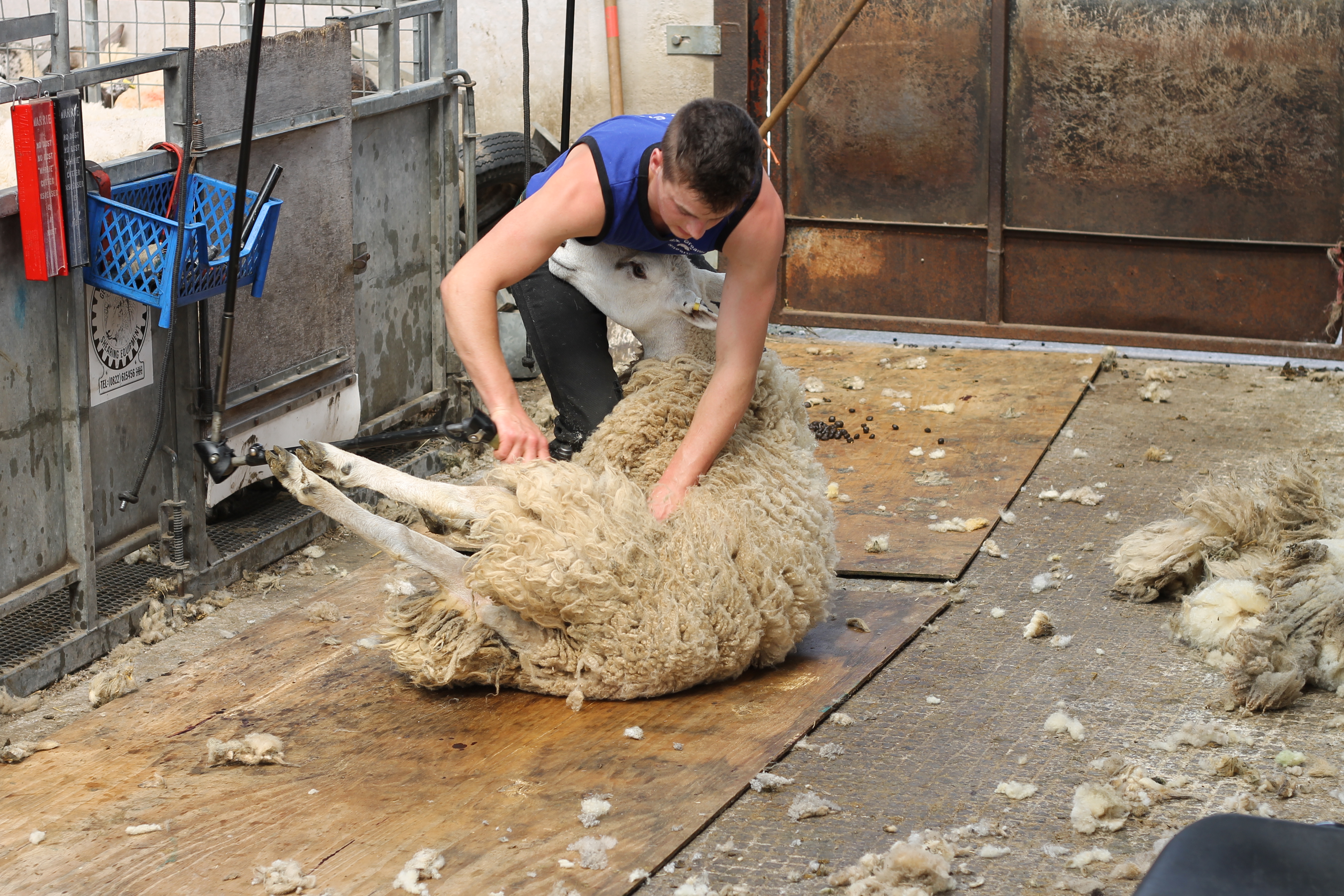 Sheep shearing Course June 9th-10th 2016 - Reaseheath College