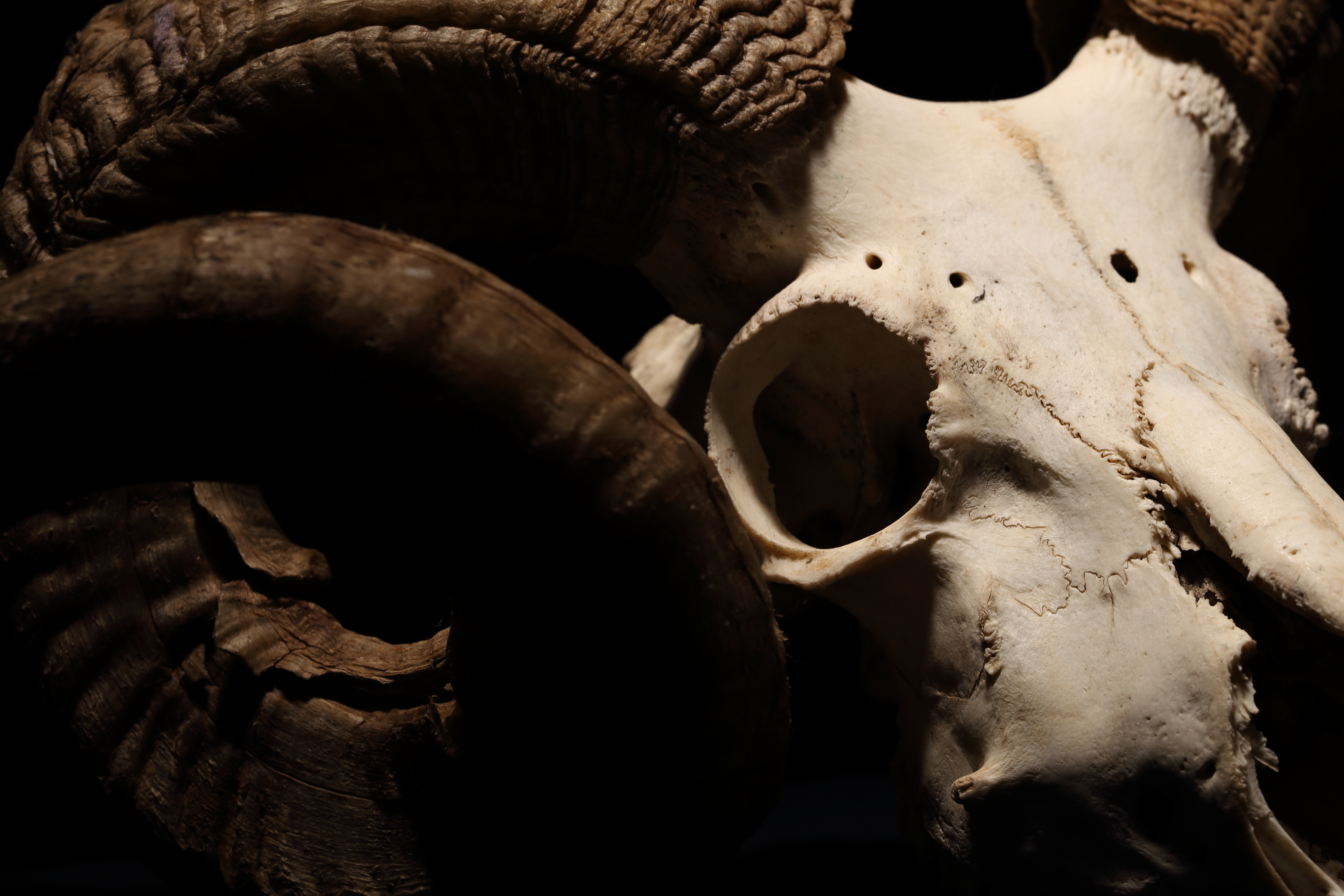 Sheep skull with horns photo