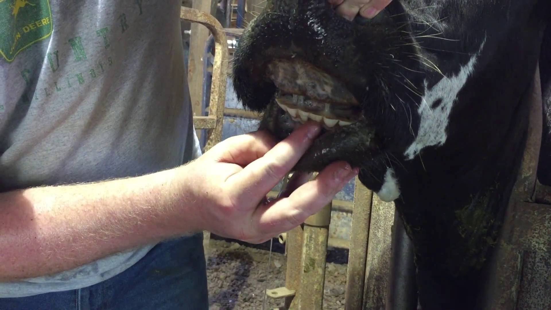 Do cows have teeth? - YouTube