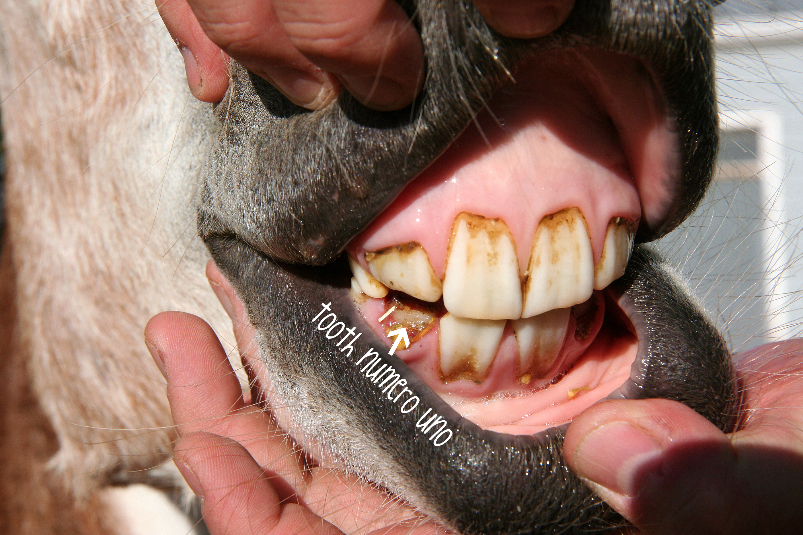 donkey teeth | Morning Bray Farm