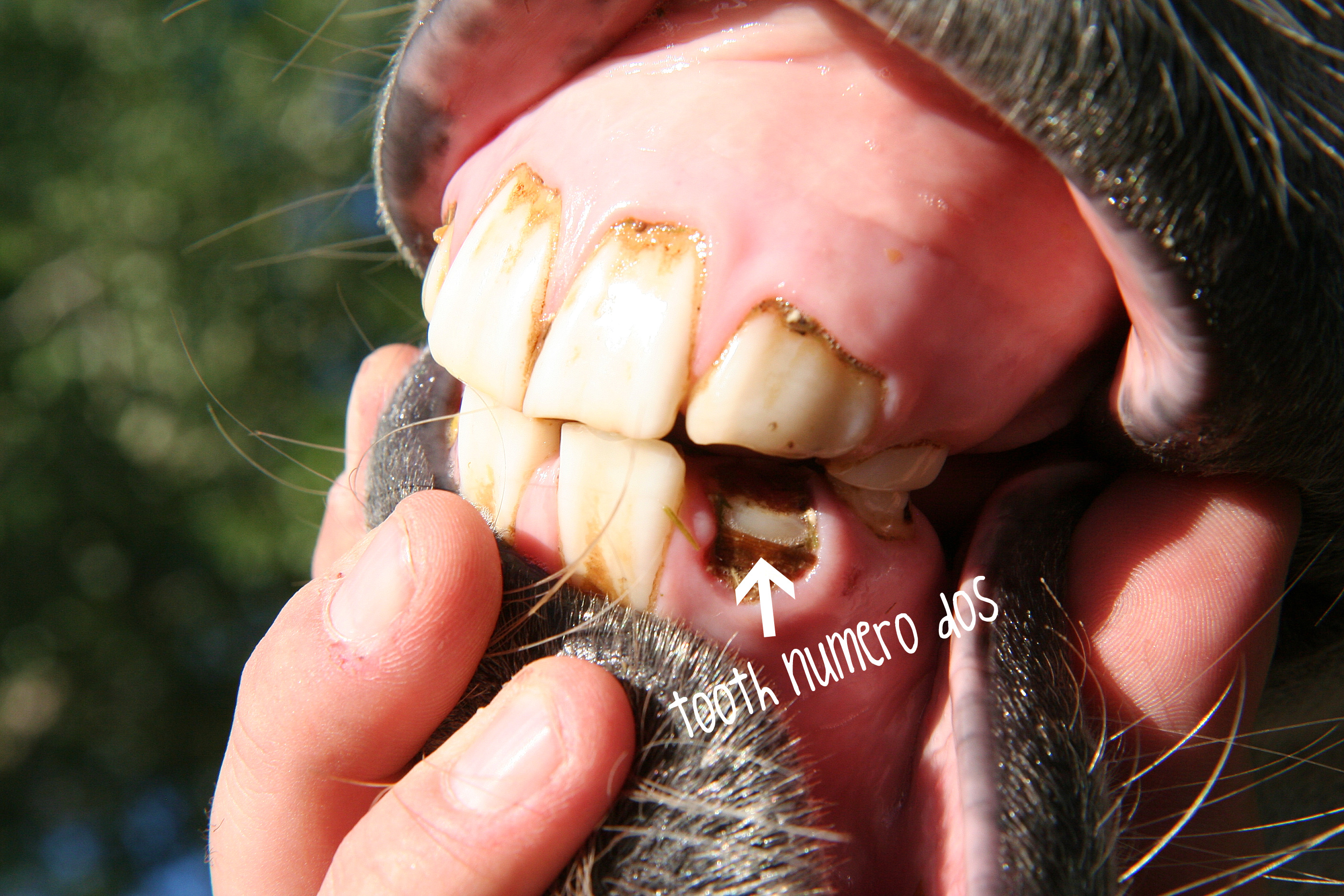 donkey teeth | Morning Bray Farm