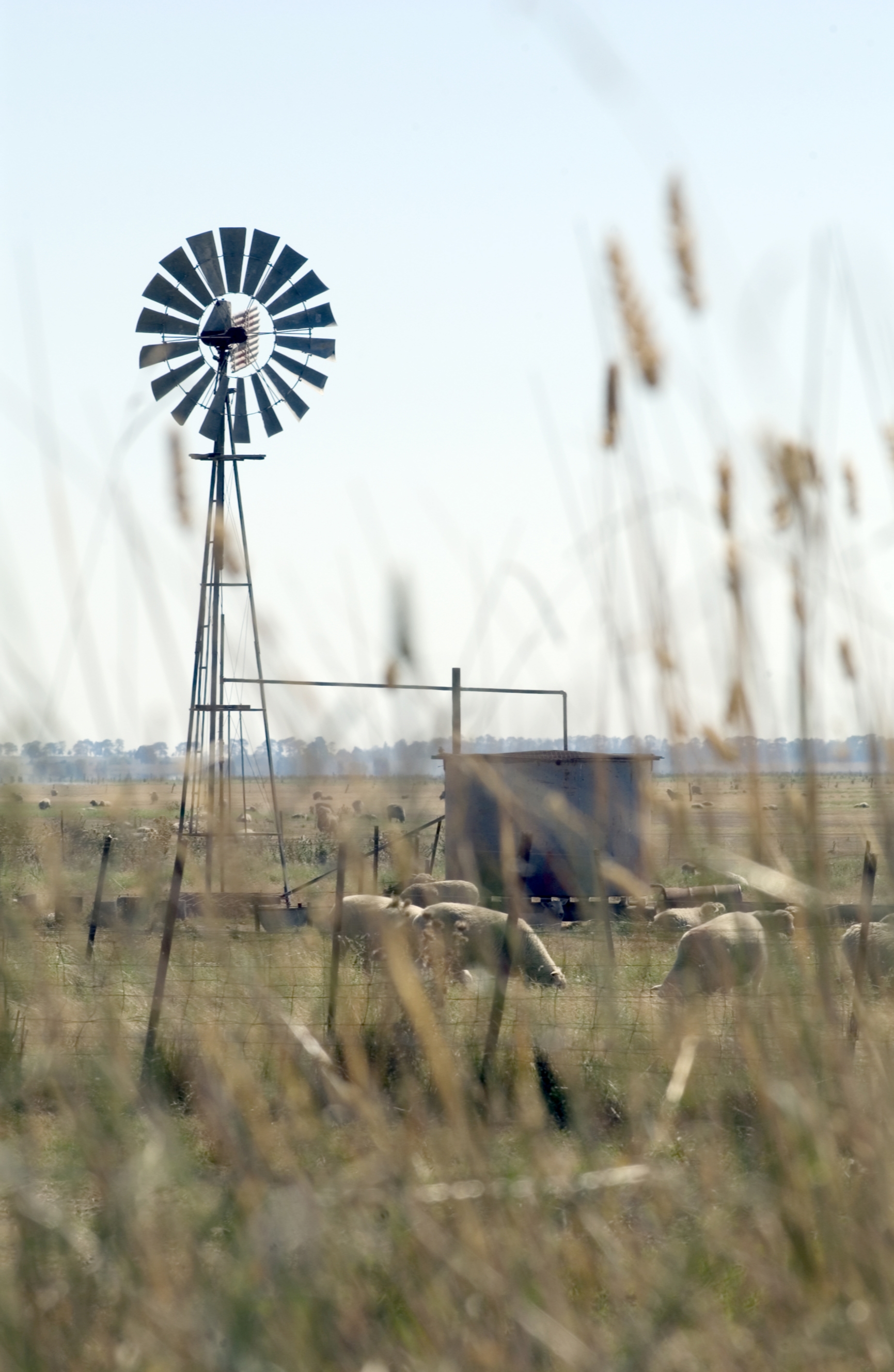 File:CSIRO ScienceImage 3387 Sheep farm with windmill.jpg ...