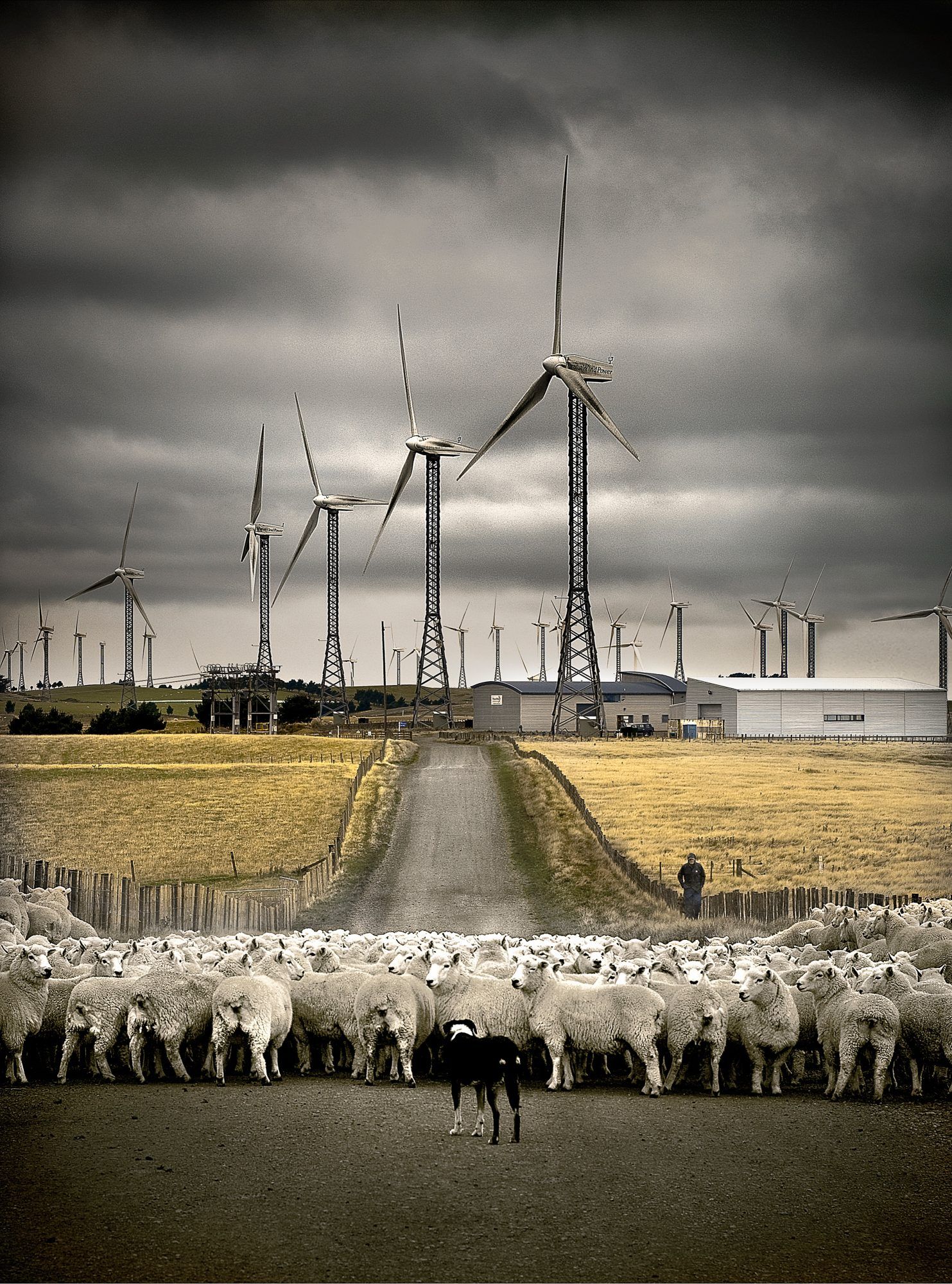 Sheep farming at the wind farm. Tararua Ranges, Manawatu | New ...