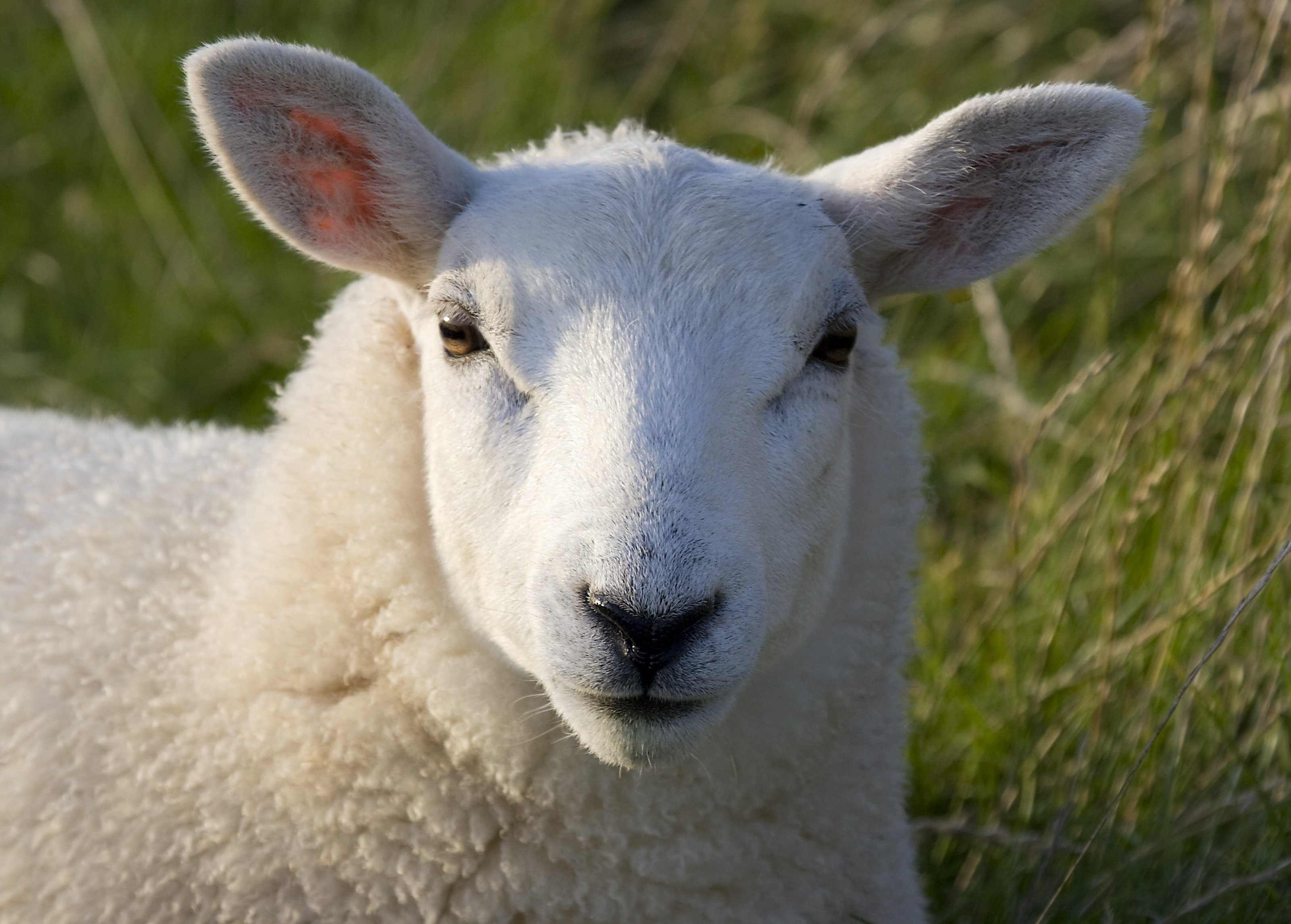 File:Lundy sheep (head detail).JPG - Wikimedia Commons