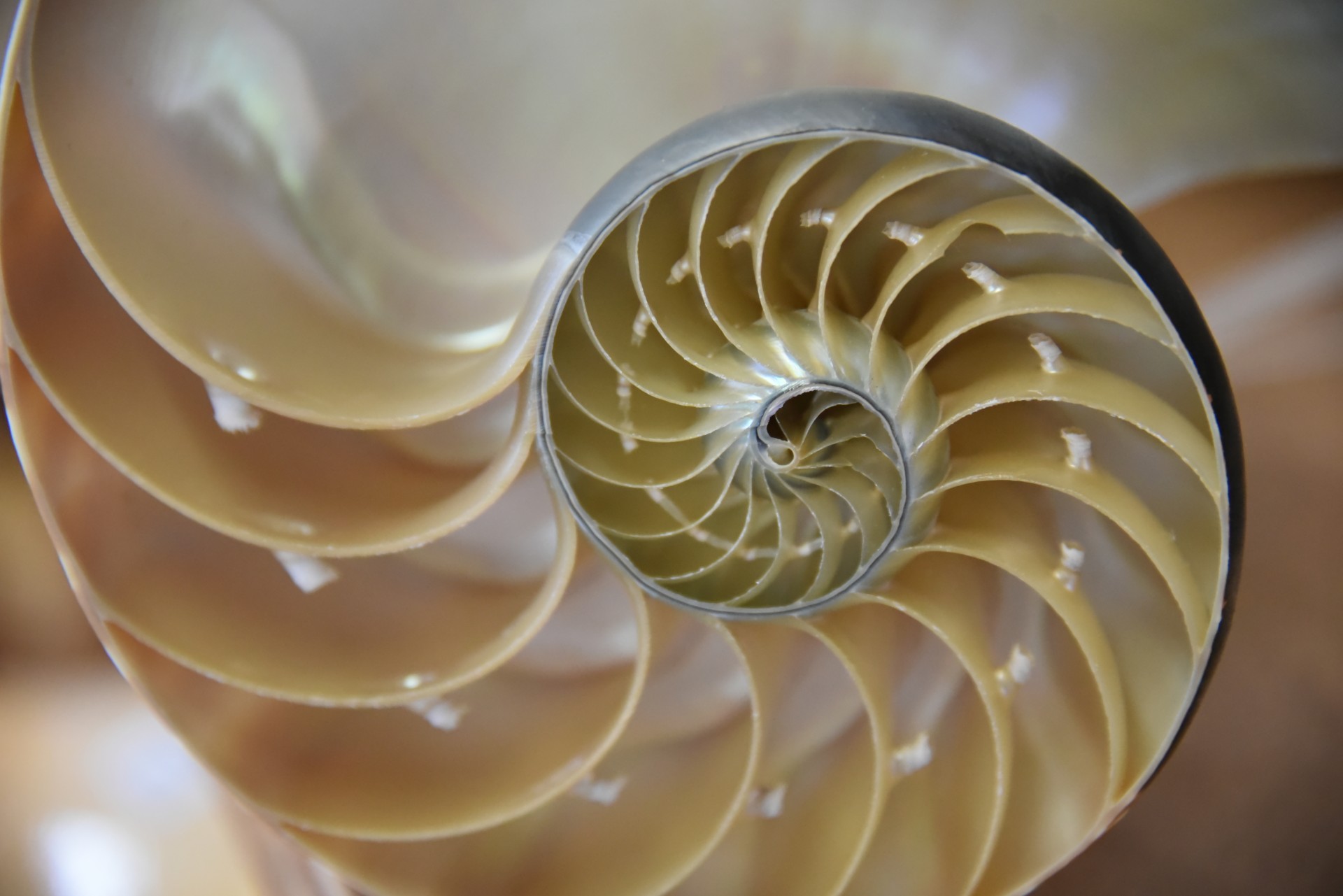 Nautilus Cutaway Shell Free Stock Photo - Public Domain Pictures
