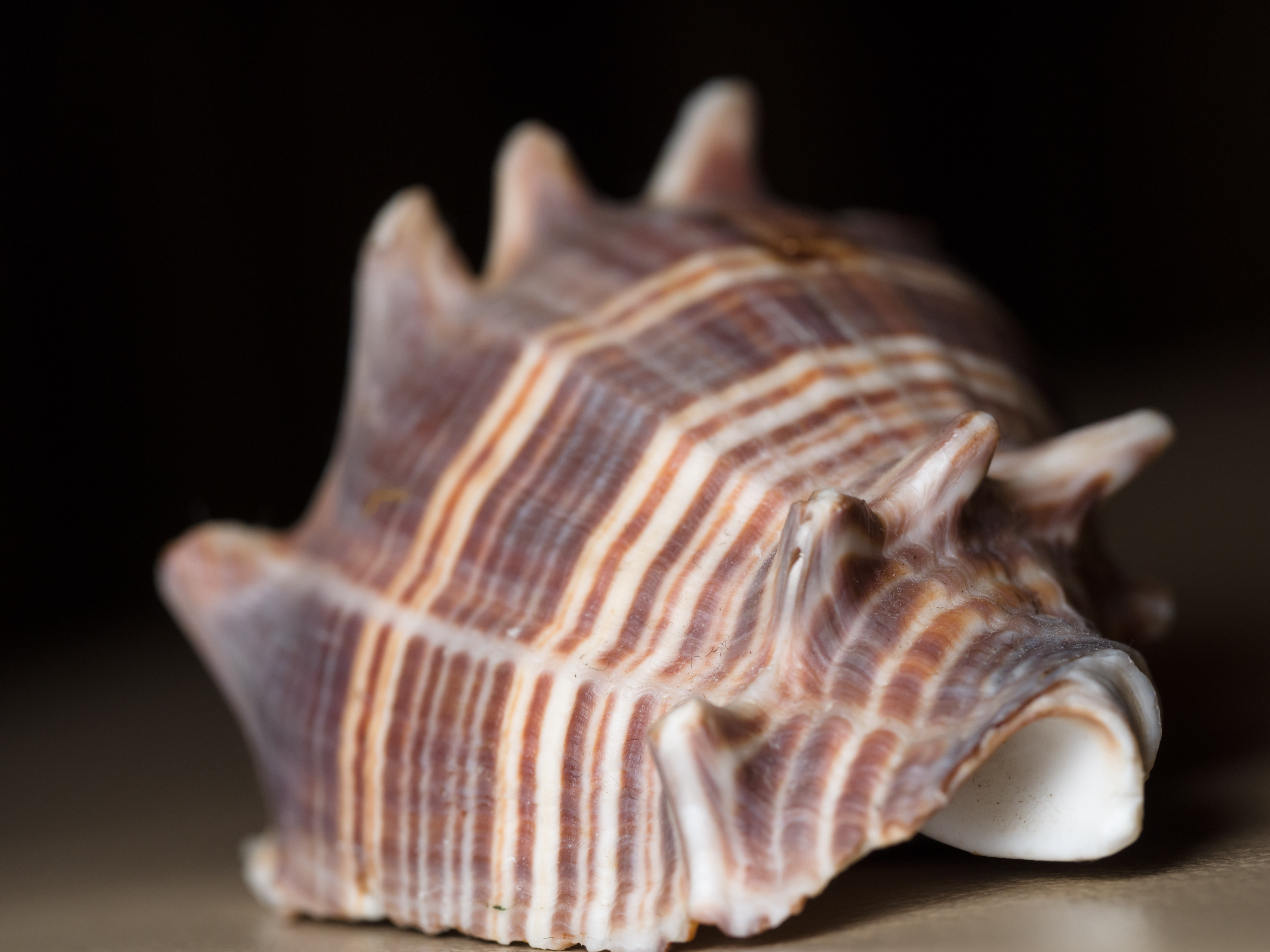 File:Spiky sea shell (11986360536).jpg - Wikimedia Commons