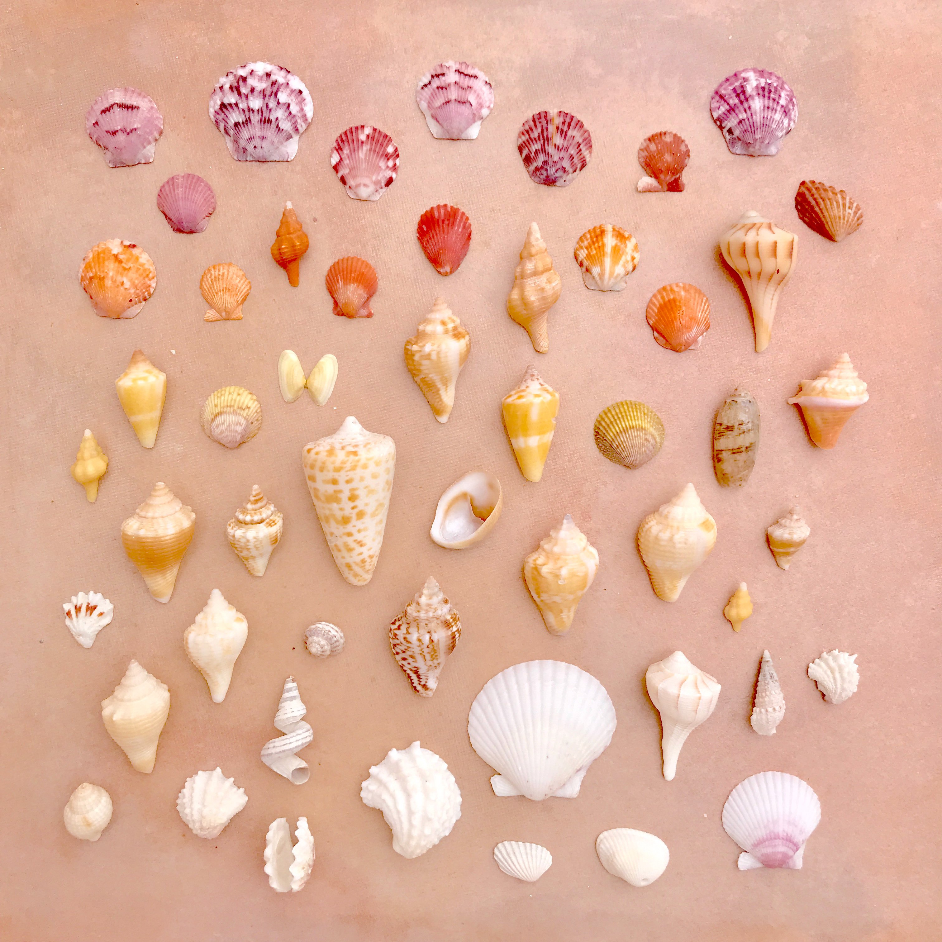 Sanibel Shell Collecting - Beaches, Parking, Shells - Seatail