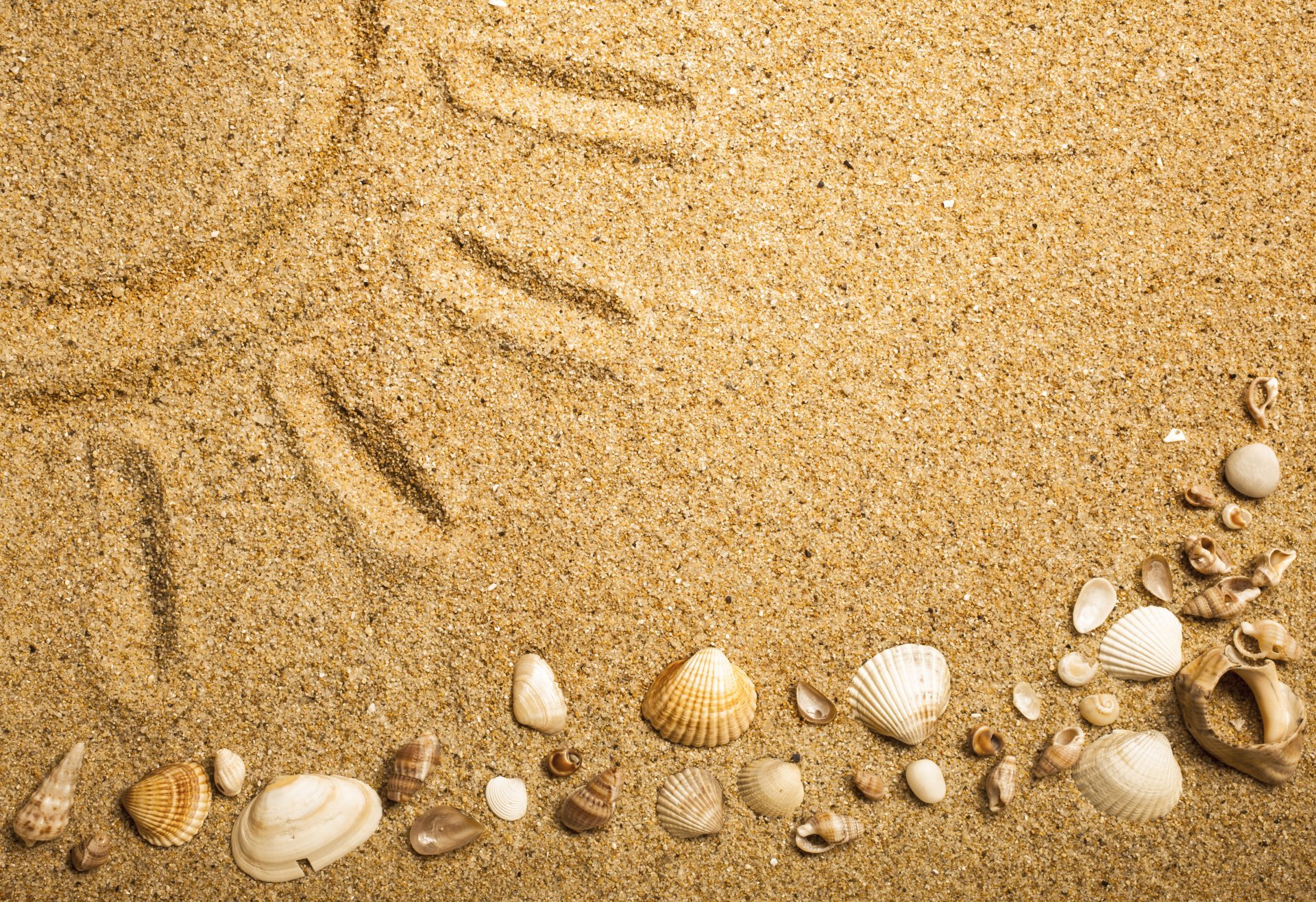 sand texture beach marine seashells shell sand HD wallpaper