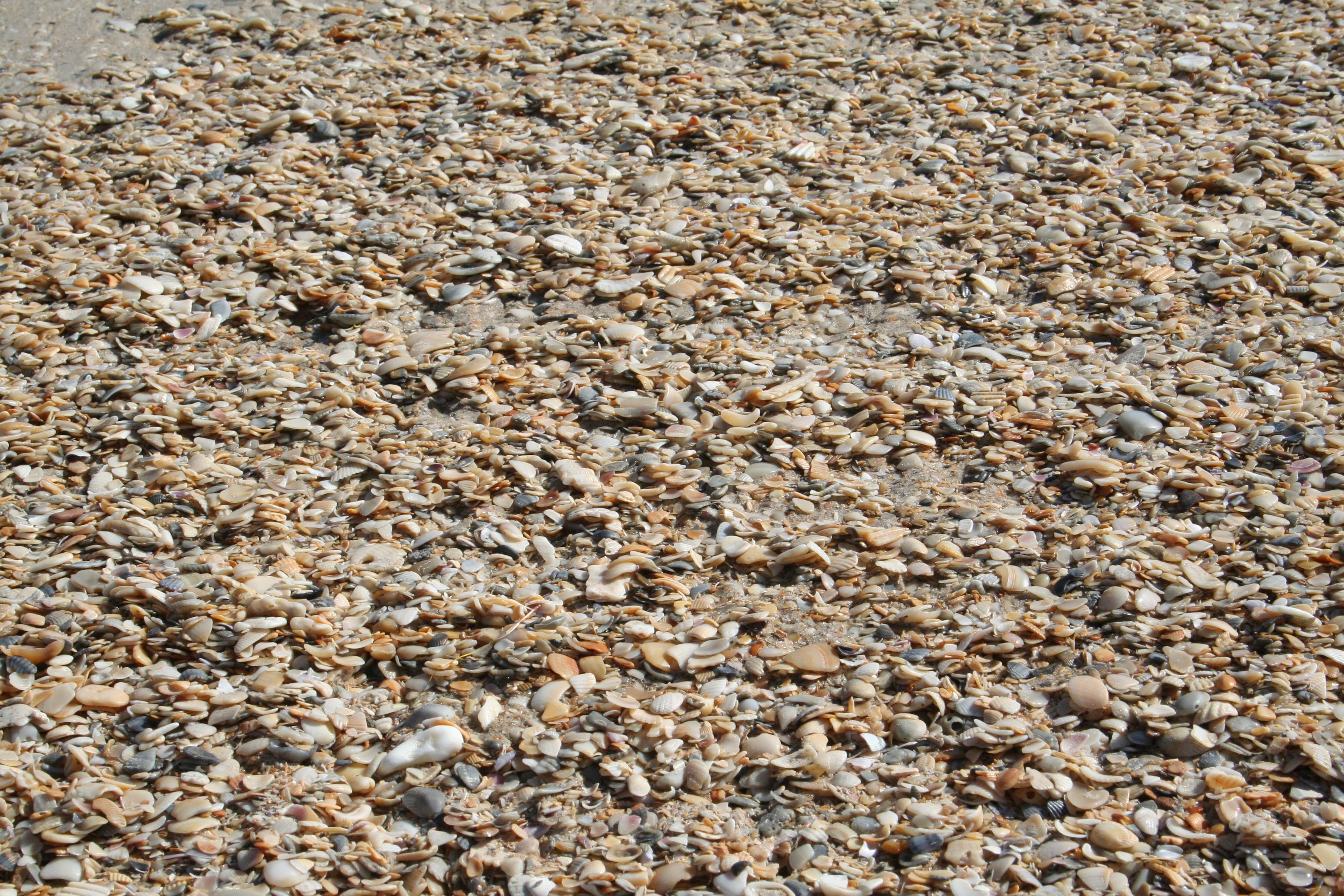 Shell hash at Little Shell Beach, Padre Island National Seashore ...