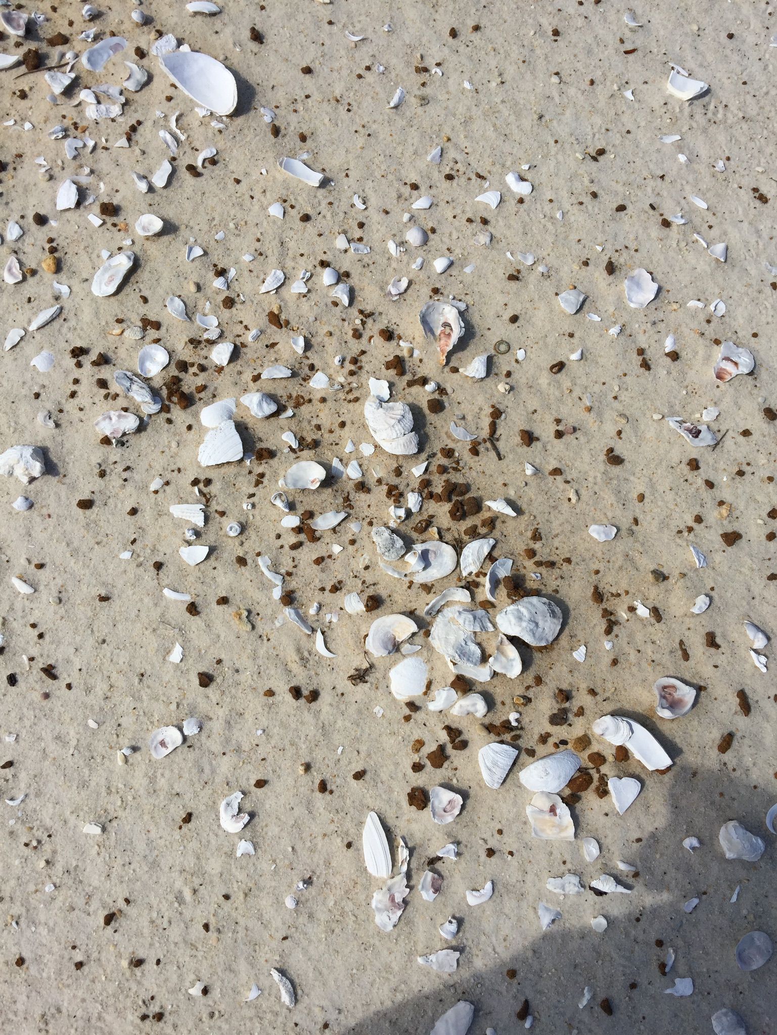 Beach shell debris - Cat Island | Visual Texture | Pinterest ...